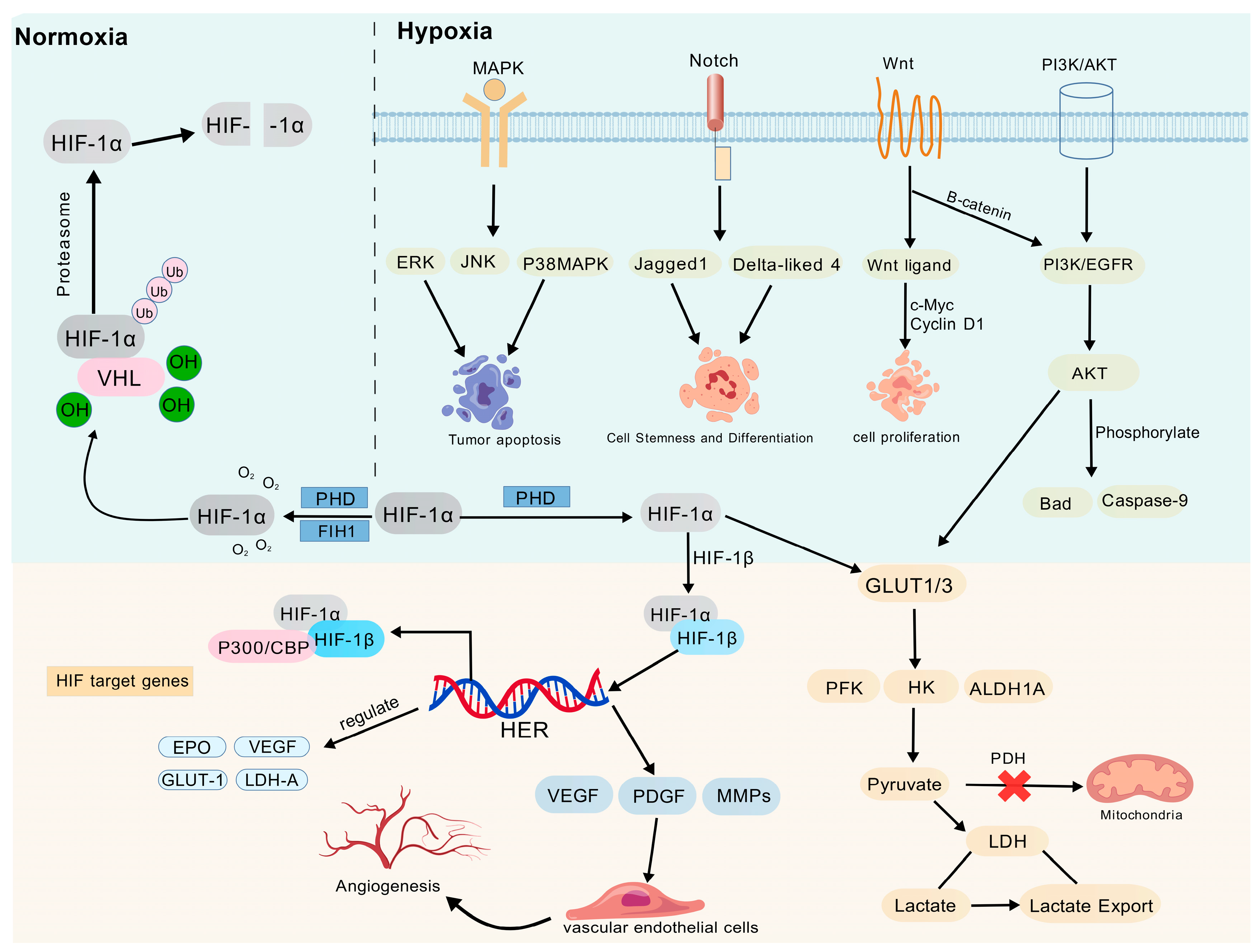 Hypoxia Signaling and Non-Coding RNAs: Regulatory Networks and ...