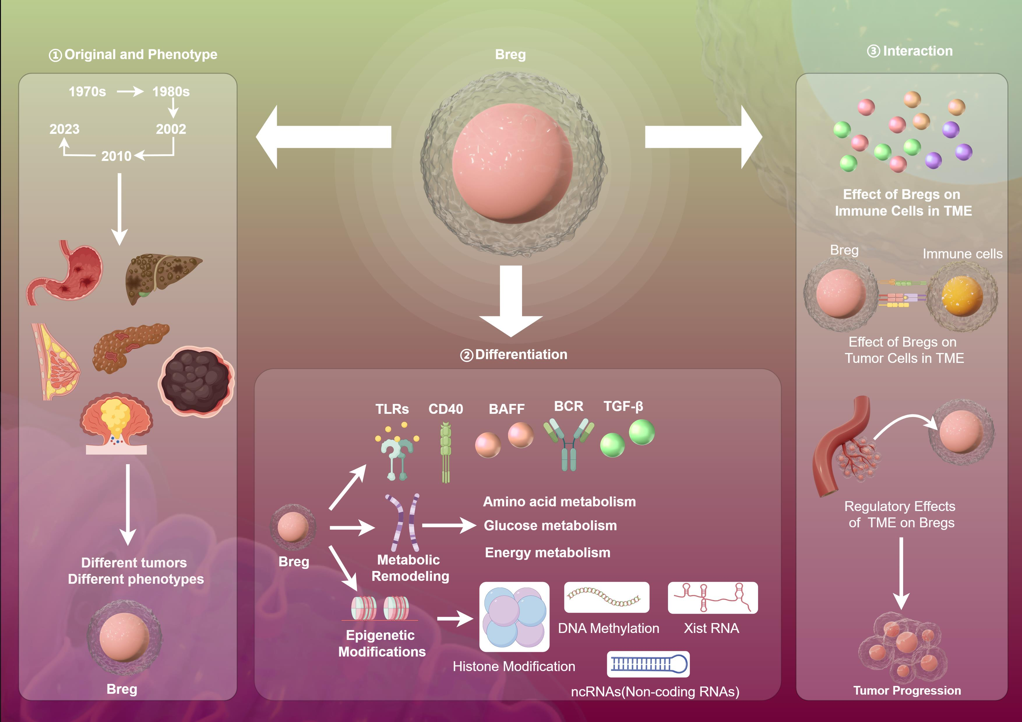 Regulatory B Cells in Tumor Microenvironment