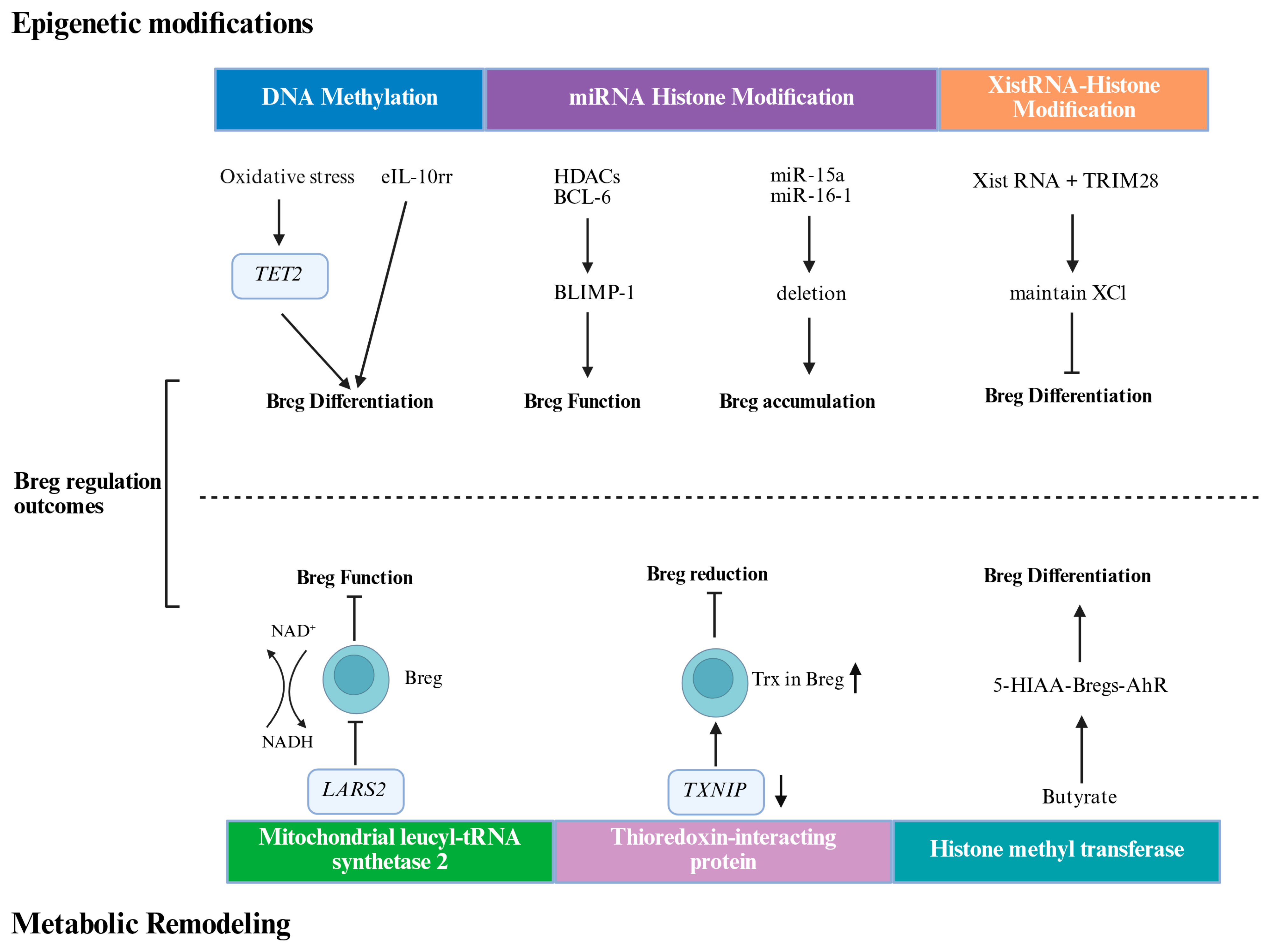 Regulatory B Cells in Tumor Microenvironment