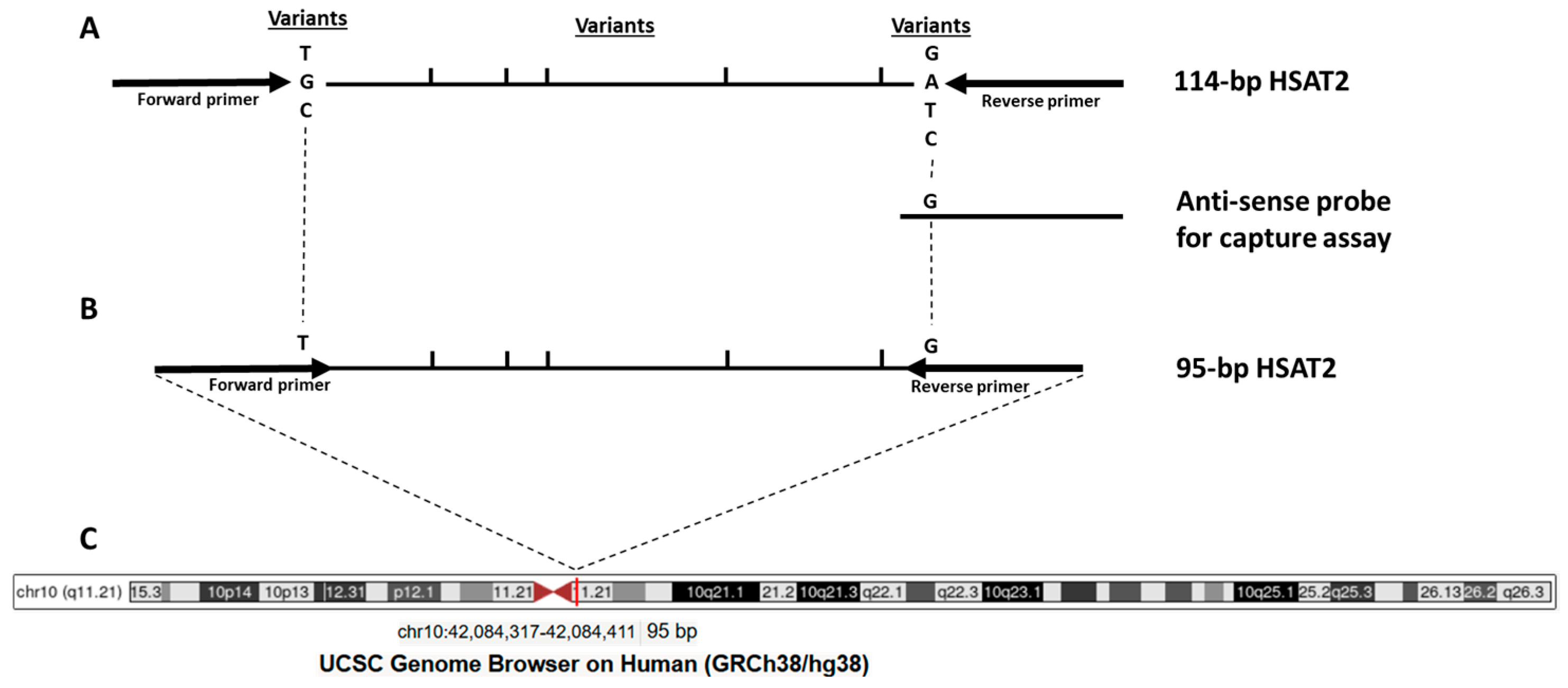 Hsat Ip Quantification of the Human Satellite 2 (HSAT2) Repeat in the Plasma ...