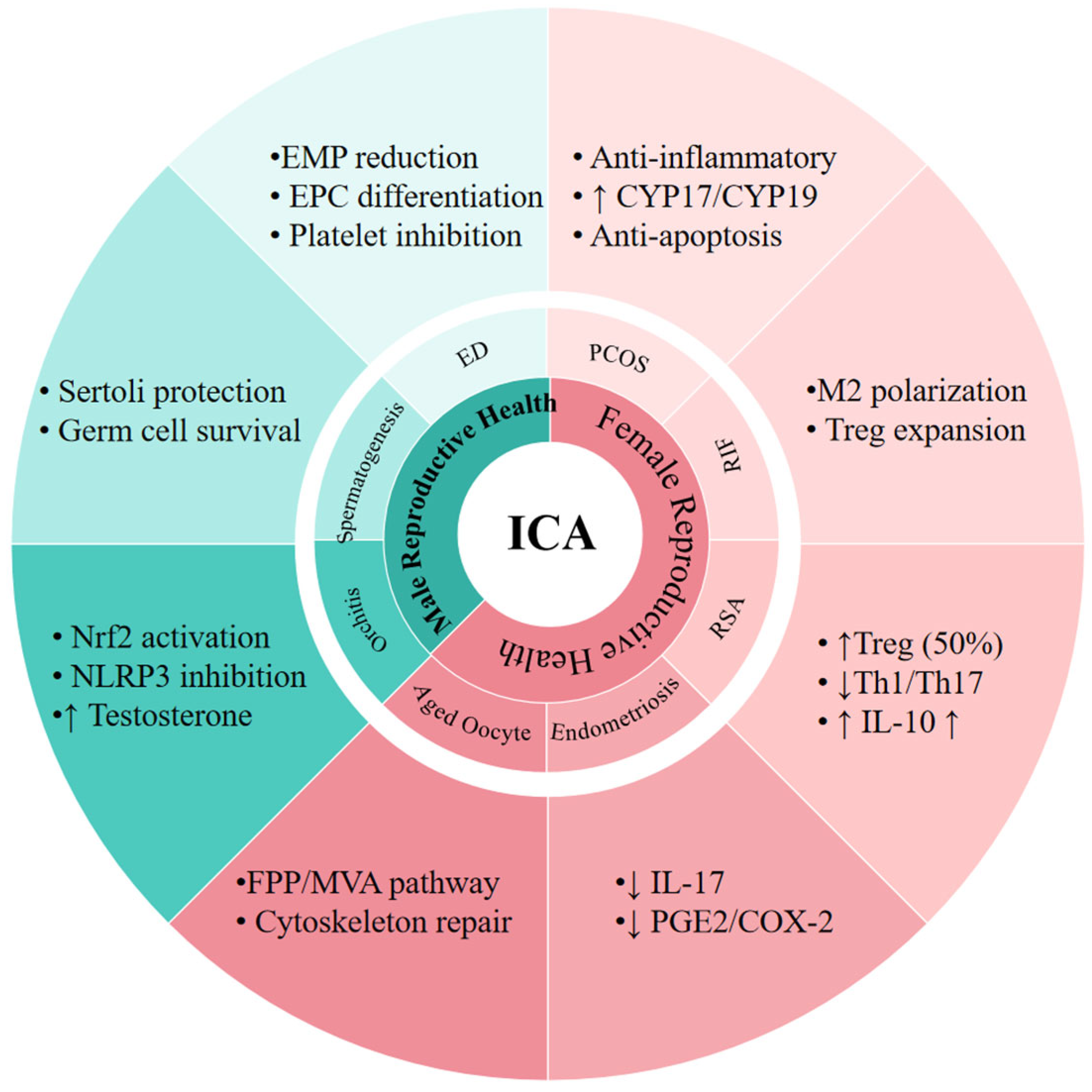 Icariin Modulates the Reproductive-Immune Axis: Molecular Insights and ...