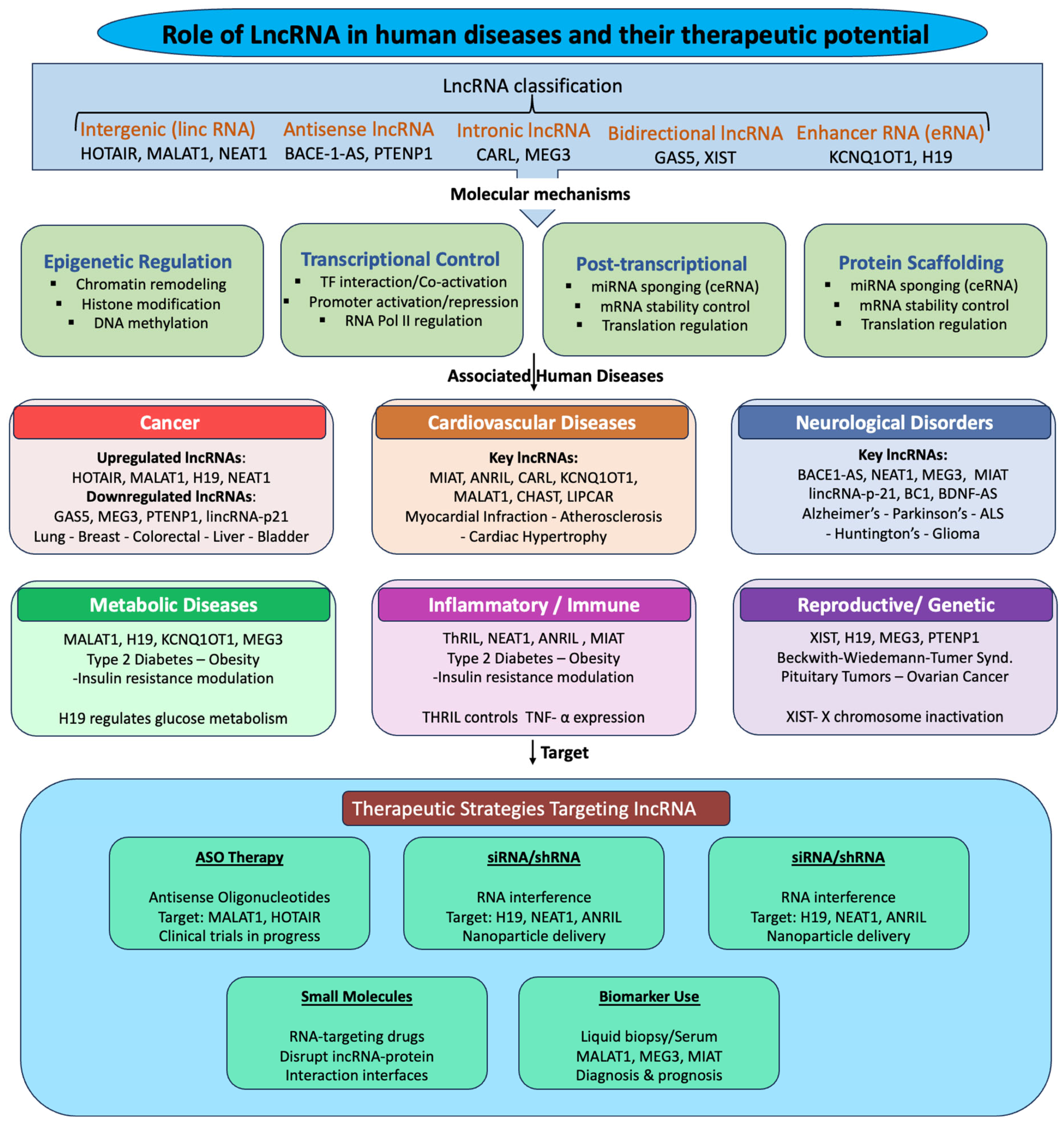 Long Non-Coding RNAs in Human Disease: An Overview of Biogenesis ...