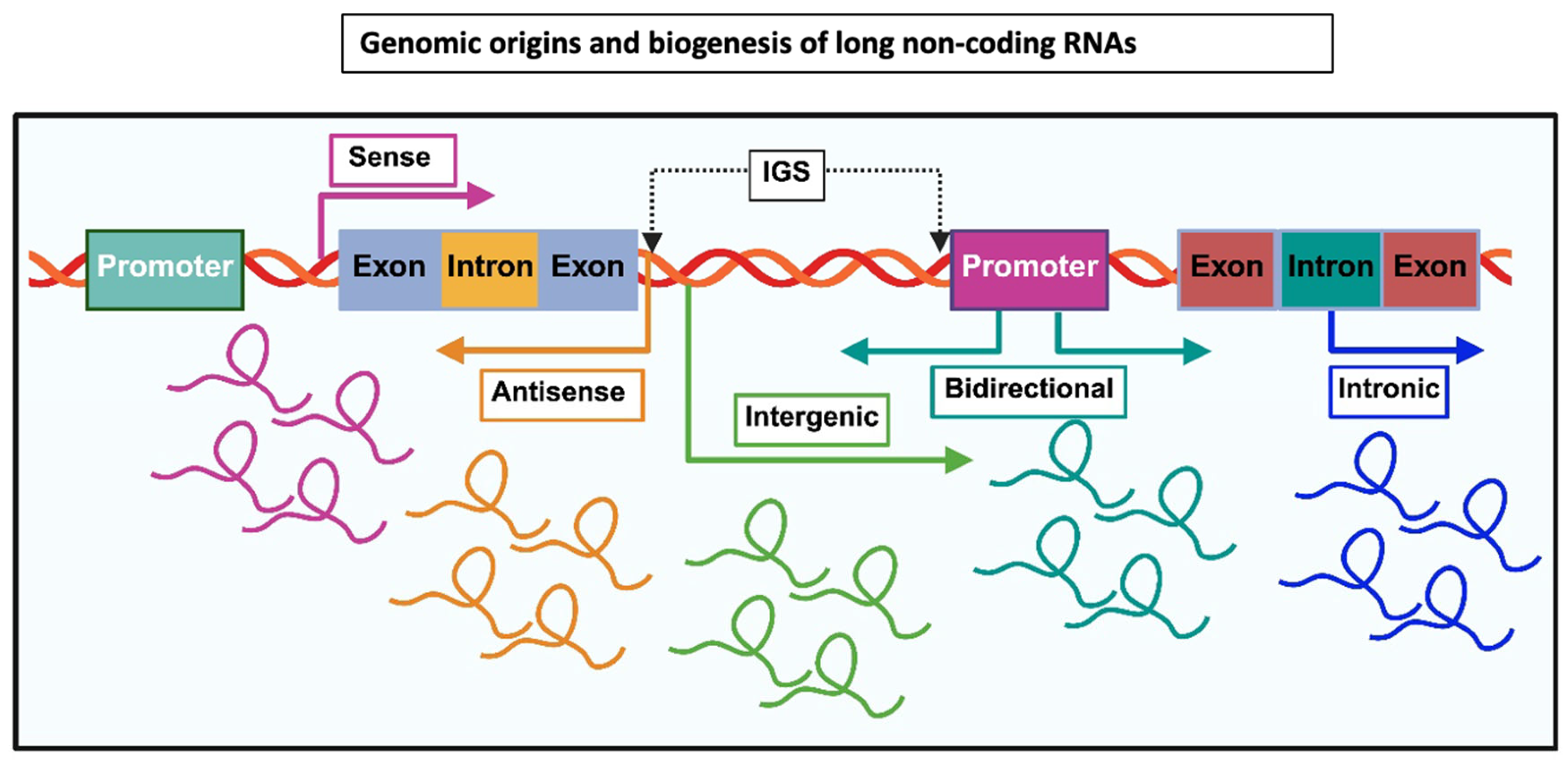 Long Non-Coding RNAs in Human Disease: An Overview of Biogenesis ...