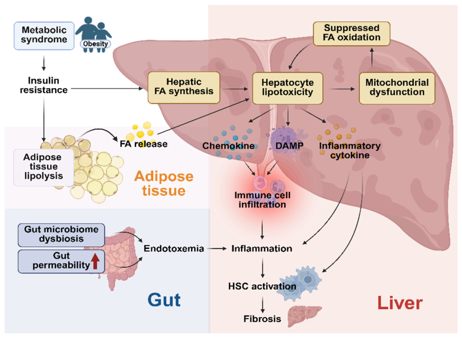 Role of Sirtuin 6 in the Pathogenesis of Metabolic Dysfunction ...