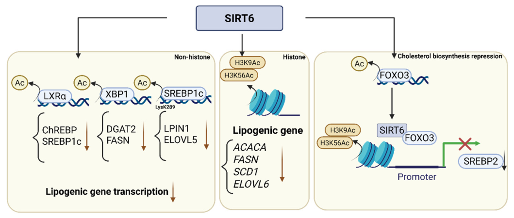 Role of Sirtuin 6 in the Pathogenesis of Metabolic Dysfunction ...