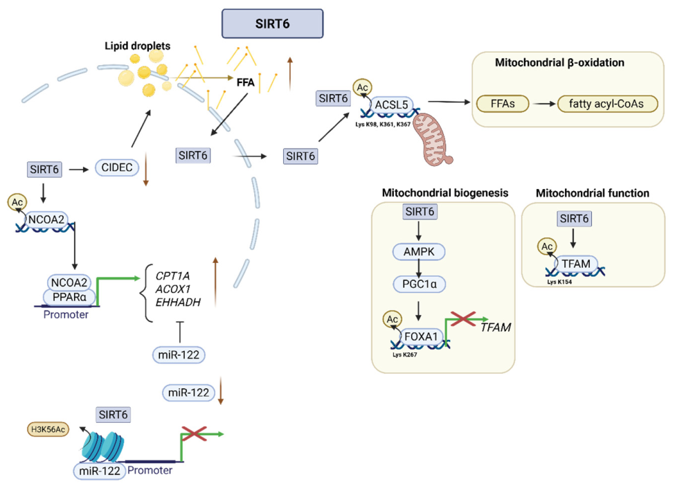 Role of Sirtuin 6 in the Pathogenesis of Metabolic Dysfunction ...