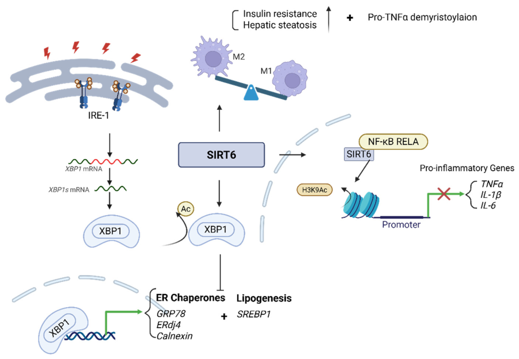 Role of Sirtuin 6 in the Pathogenesis of Metabolic Dysfunction ...