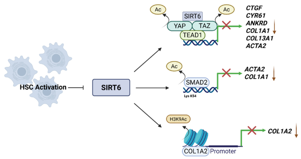 Role of Sirtuin 6 in the Pathogenesis of Metabolic Dysfunction ...