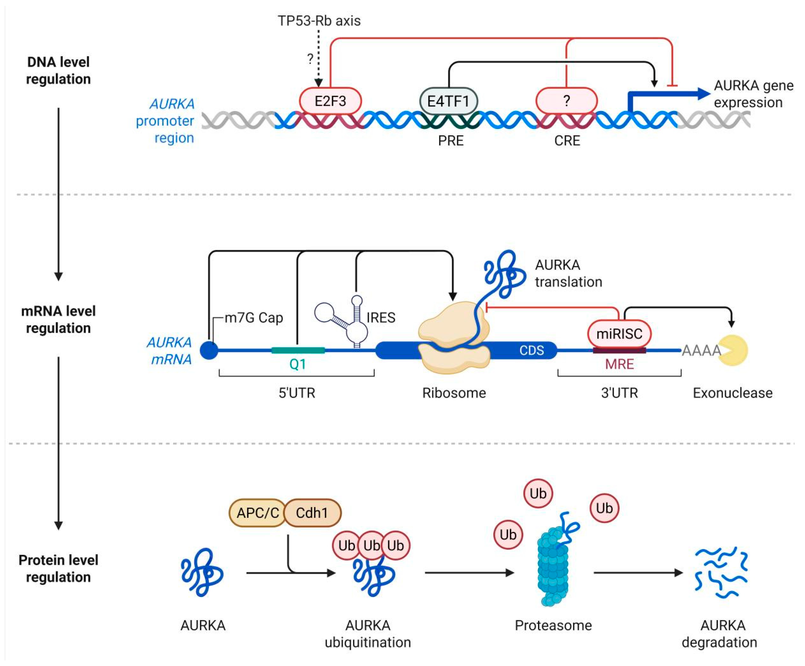 Advances in the Association Between the ADRB2 Gene and Bronchial Asthma ...
