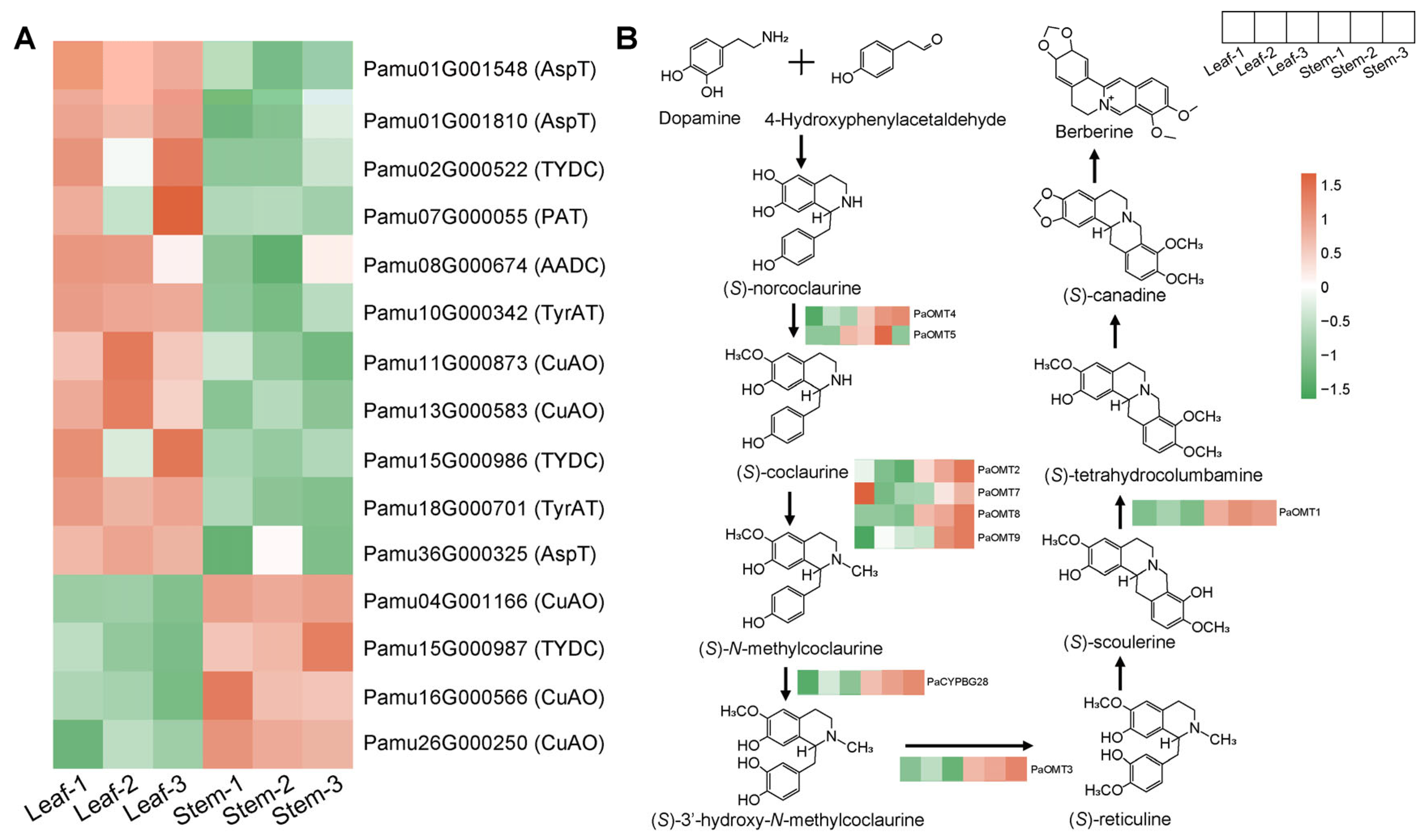 Integrated Transcriptome and Metabolome Analysis Reveals Differential ...
