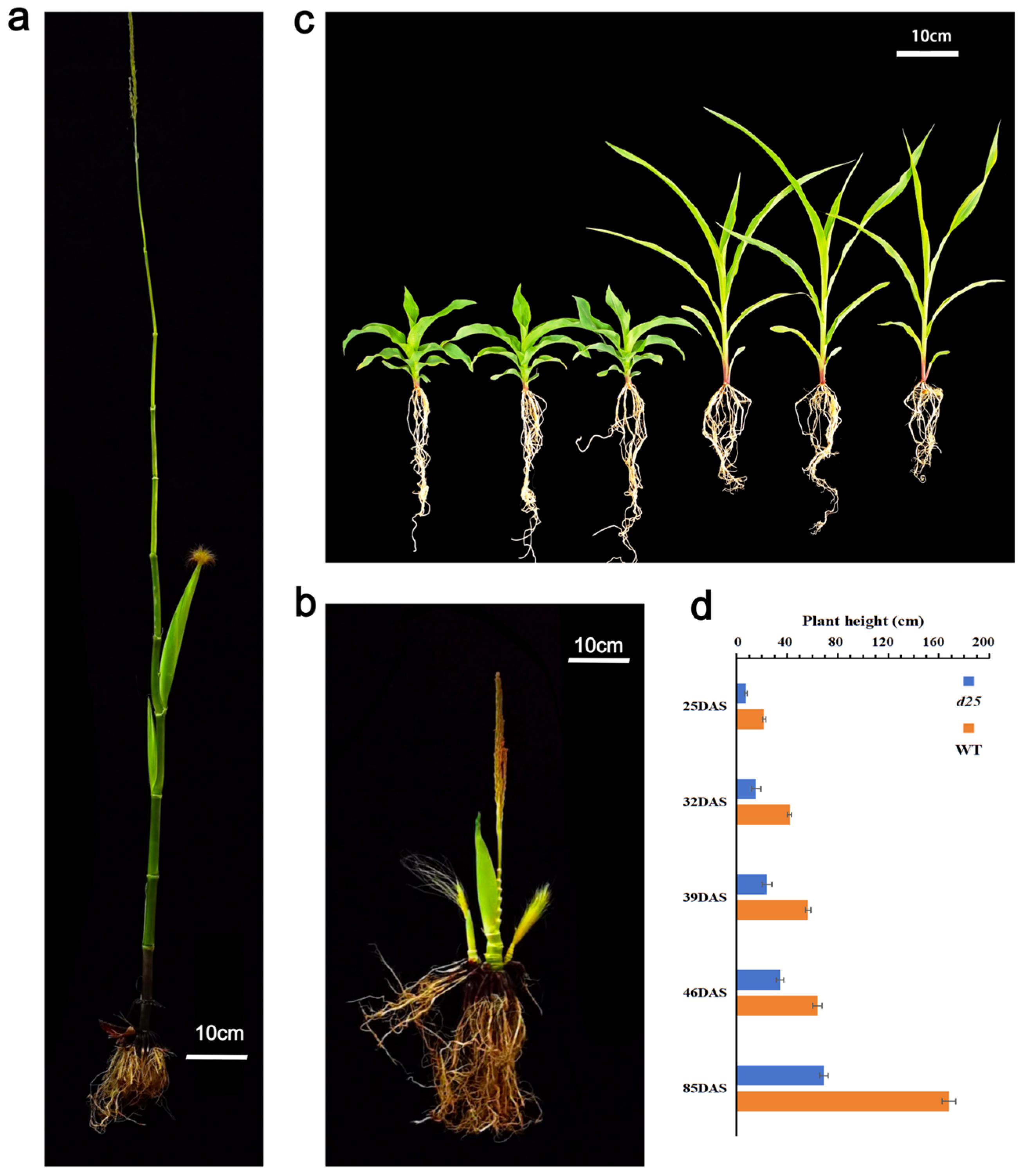 A Novel Mutation in Maize D1 (Dwarf 1) Confers a Severe Dwarf Phenotype