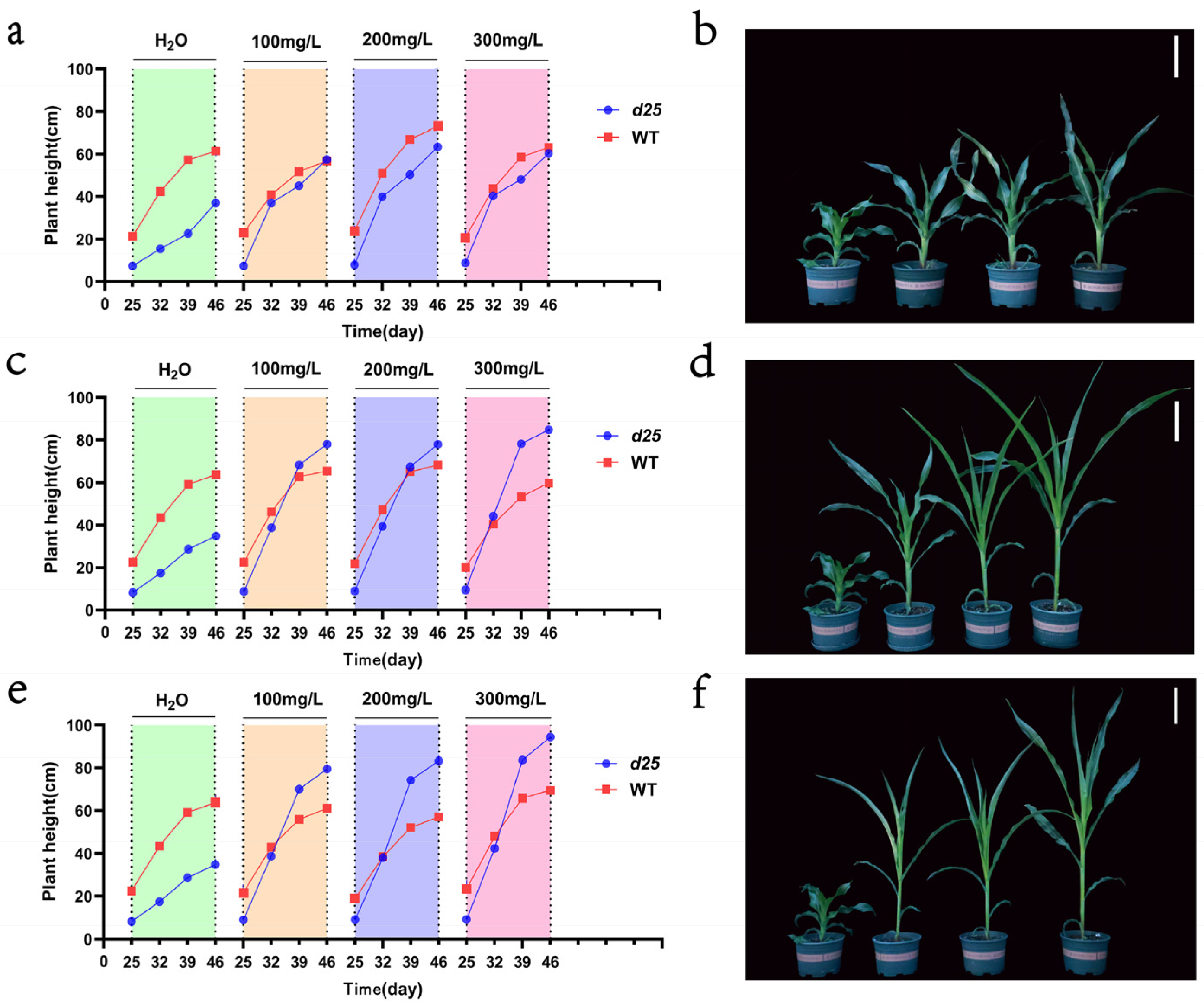 A Novel Mutation in Maize D1 (Dwarf 1) Confers a Severe Dwarf Phenotype
