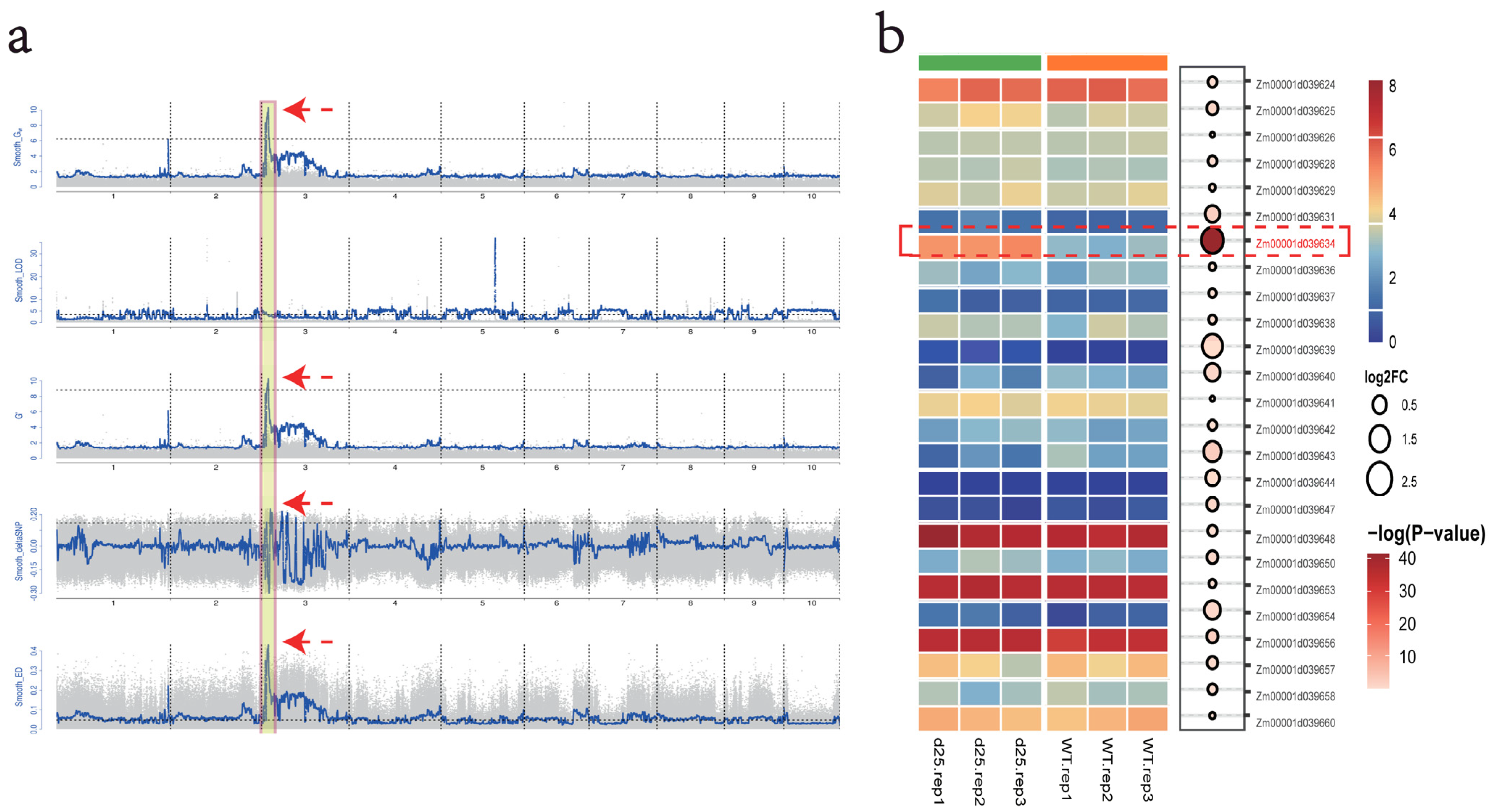 A Novel Mutation in Maize D1 (Dwarf 1) Confers a Severe Dwarf Phenotype