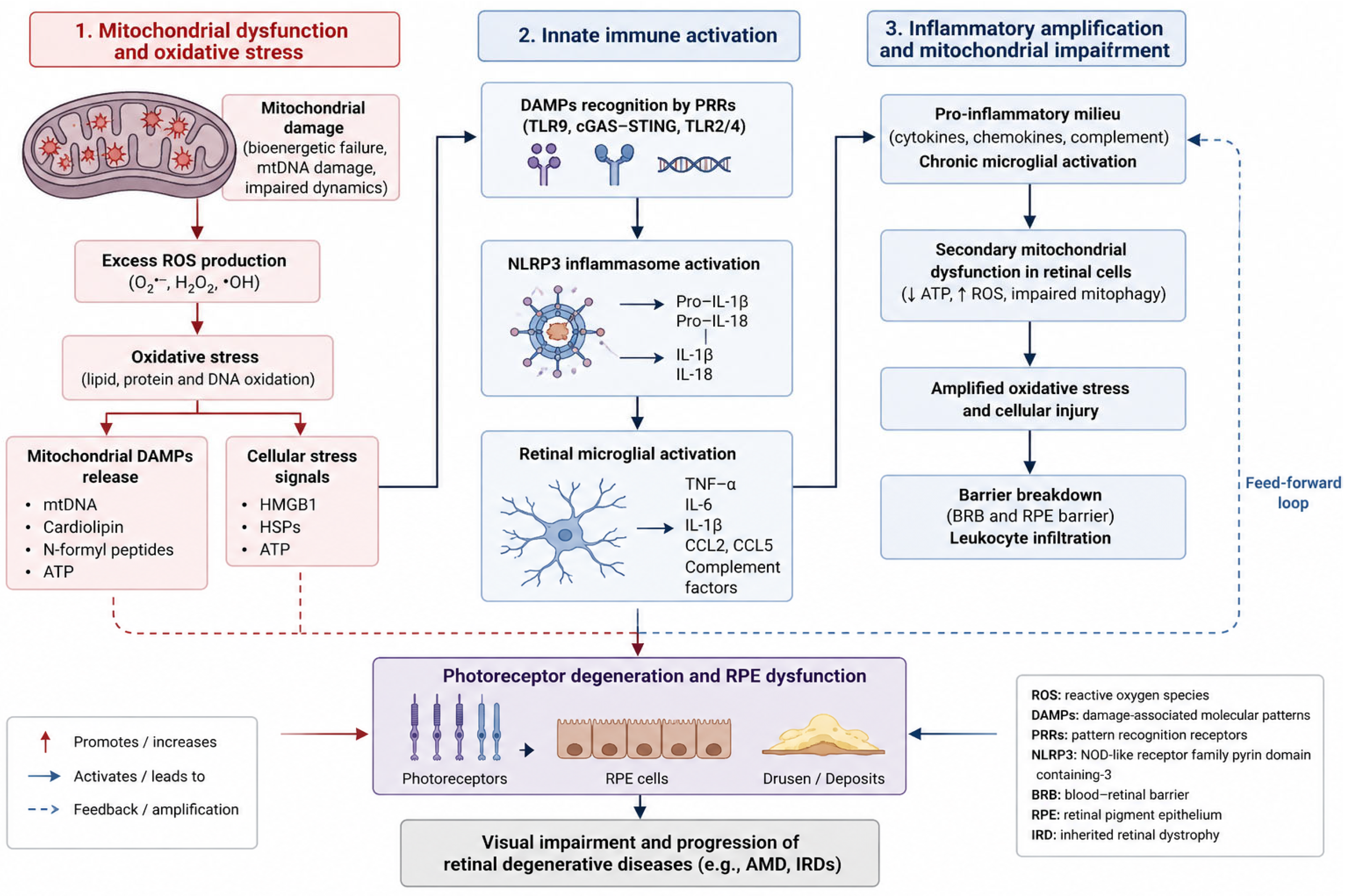 Mitochondrial Dysfunction and Oxidative Stress in Retinal Degeneration ...