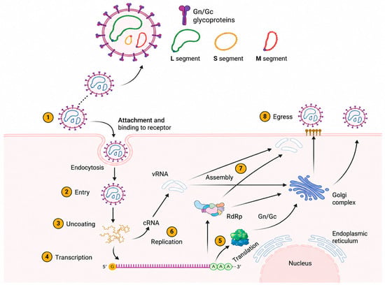 Host-Virus Immune Interactions and Endothelial Dysregulation in Hantavirus Infection