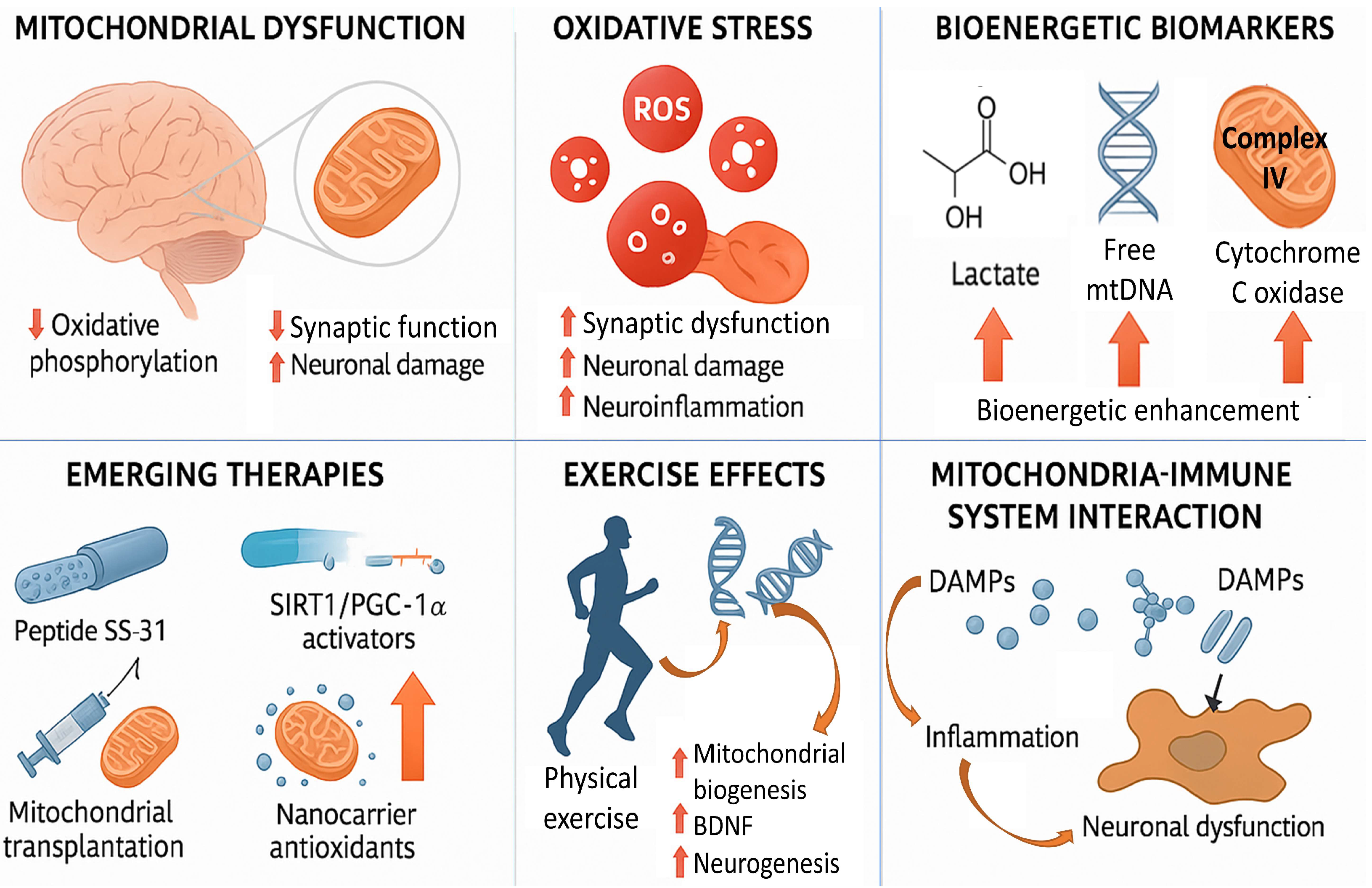 Low Oxygen, Big Hope: New Therapy Fights Brain Disorders Linked to Mitochondria