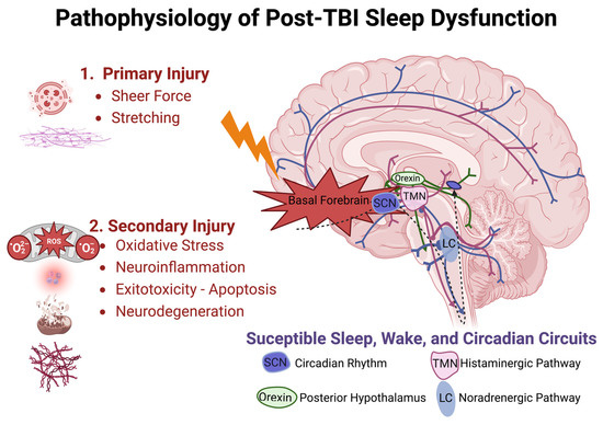 Sleep Disorder, Immune System, Antioxidant Support and Cognitive Support
