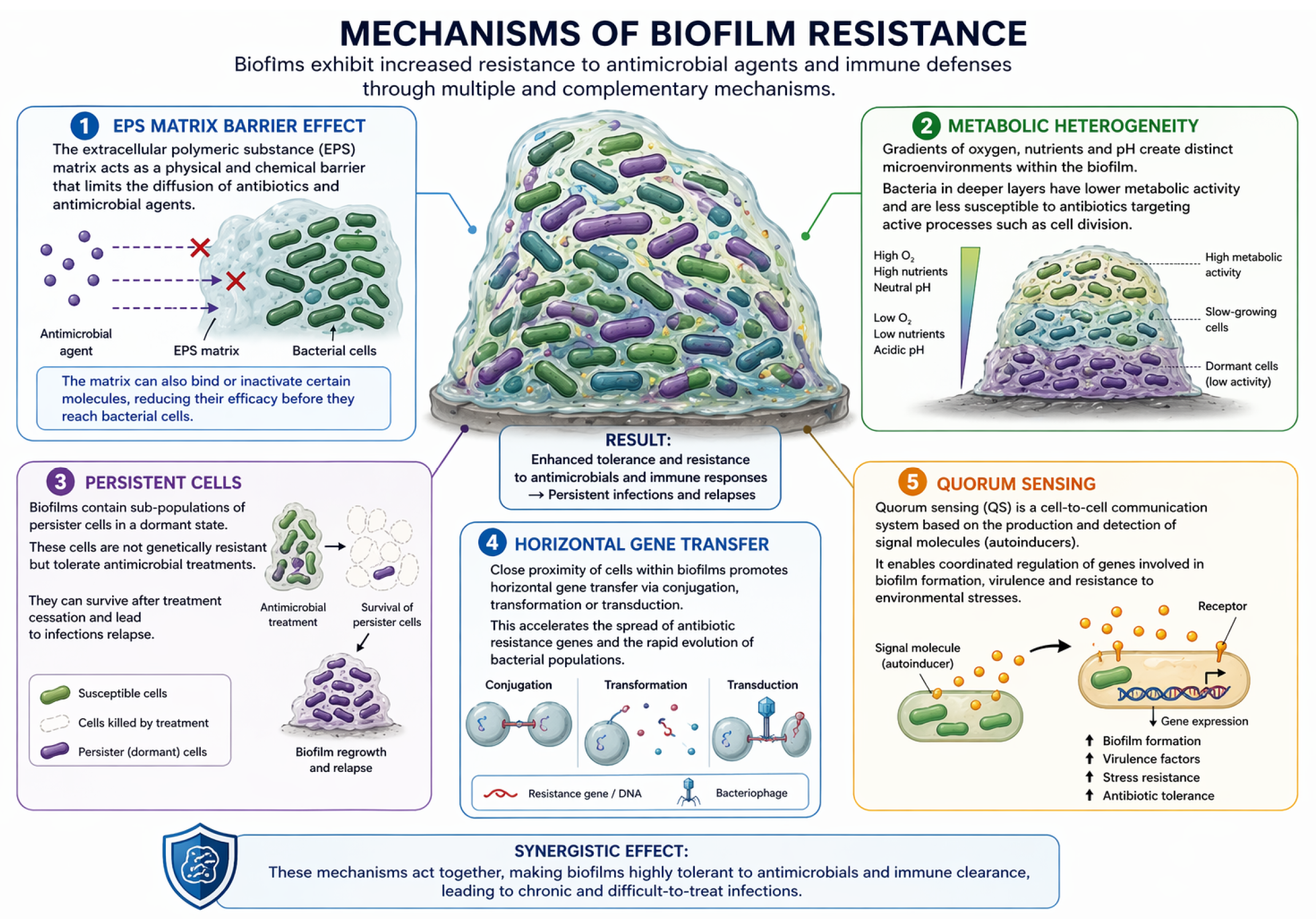 A Review of Biofilms on Medical Devices: Formation, Resistance ...