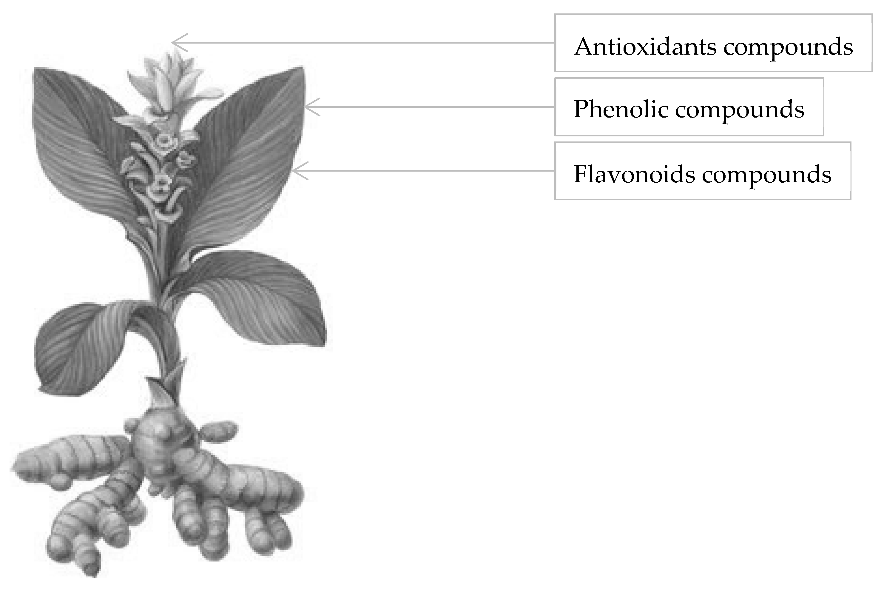 Turmeric | Desenhos botânicos, Desenho de plantas, Ervas