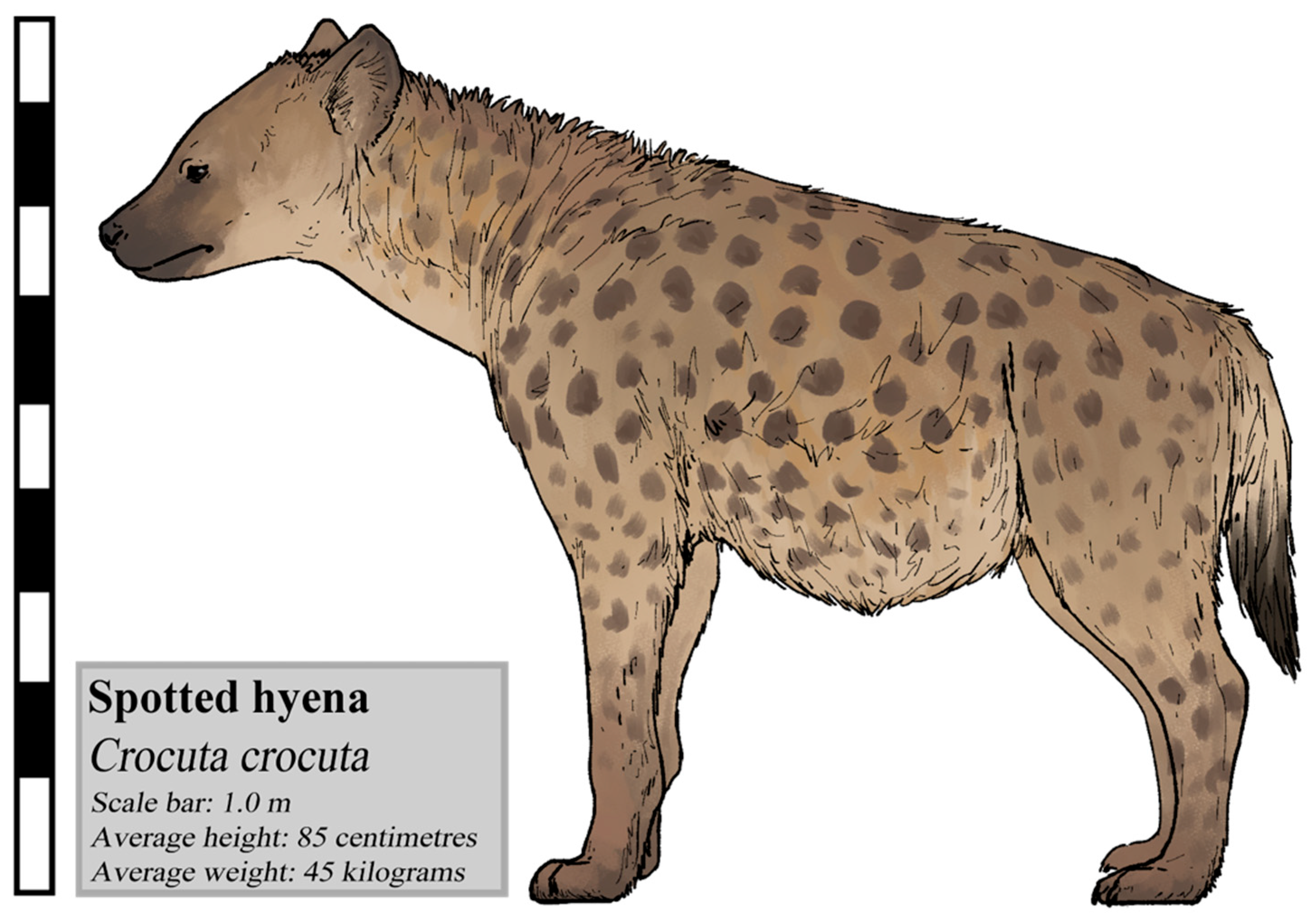 Conservation | Free Full-Text | Human–Hyena (Crocuta crocuta