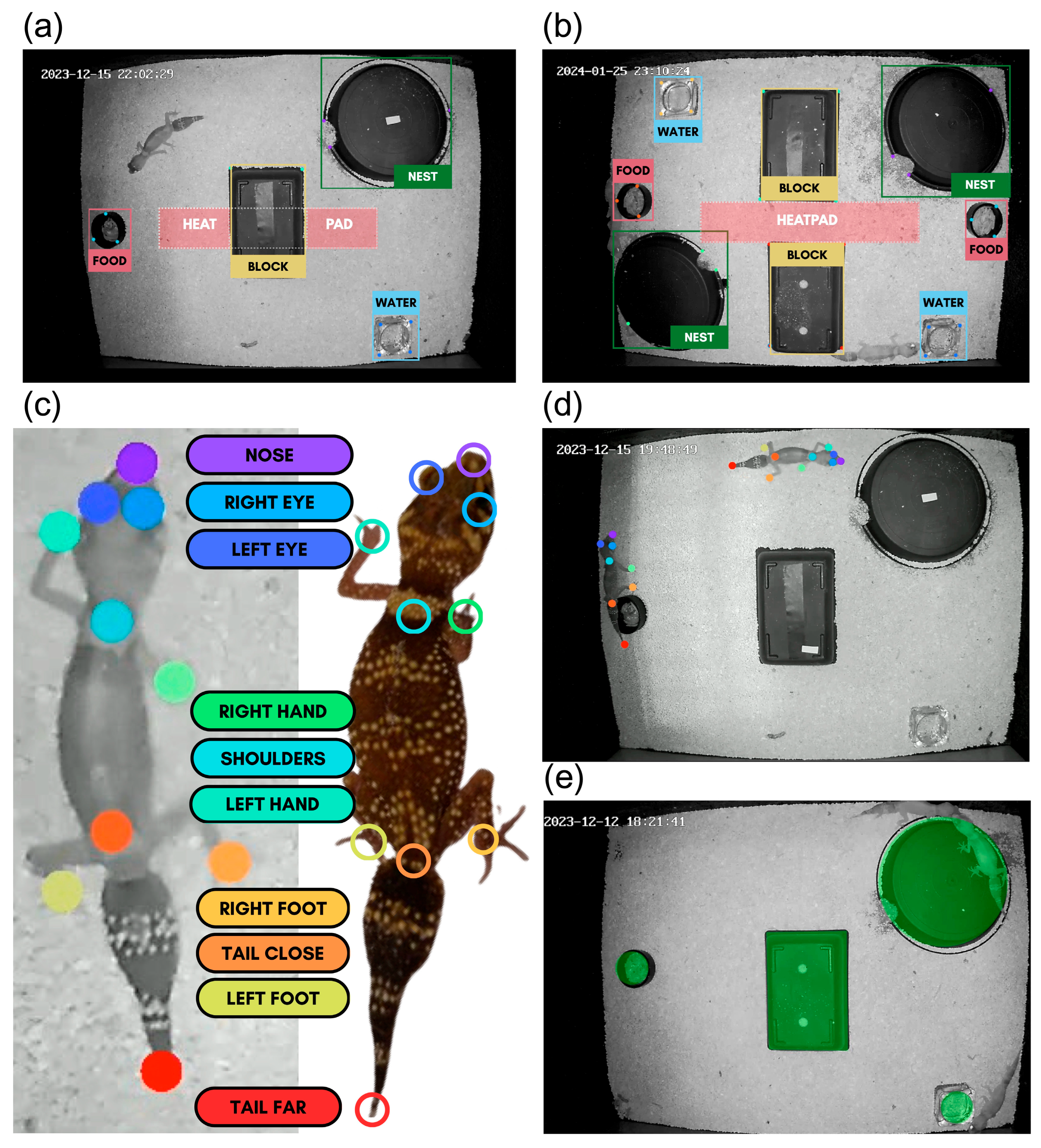 Tracking Spatial and Activity Patterns in Captive Reptiles Using Deep ...