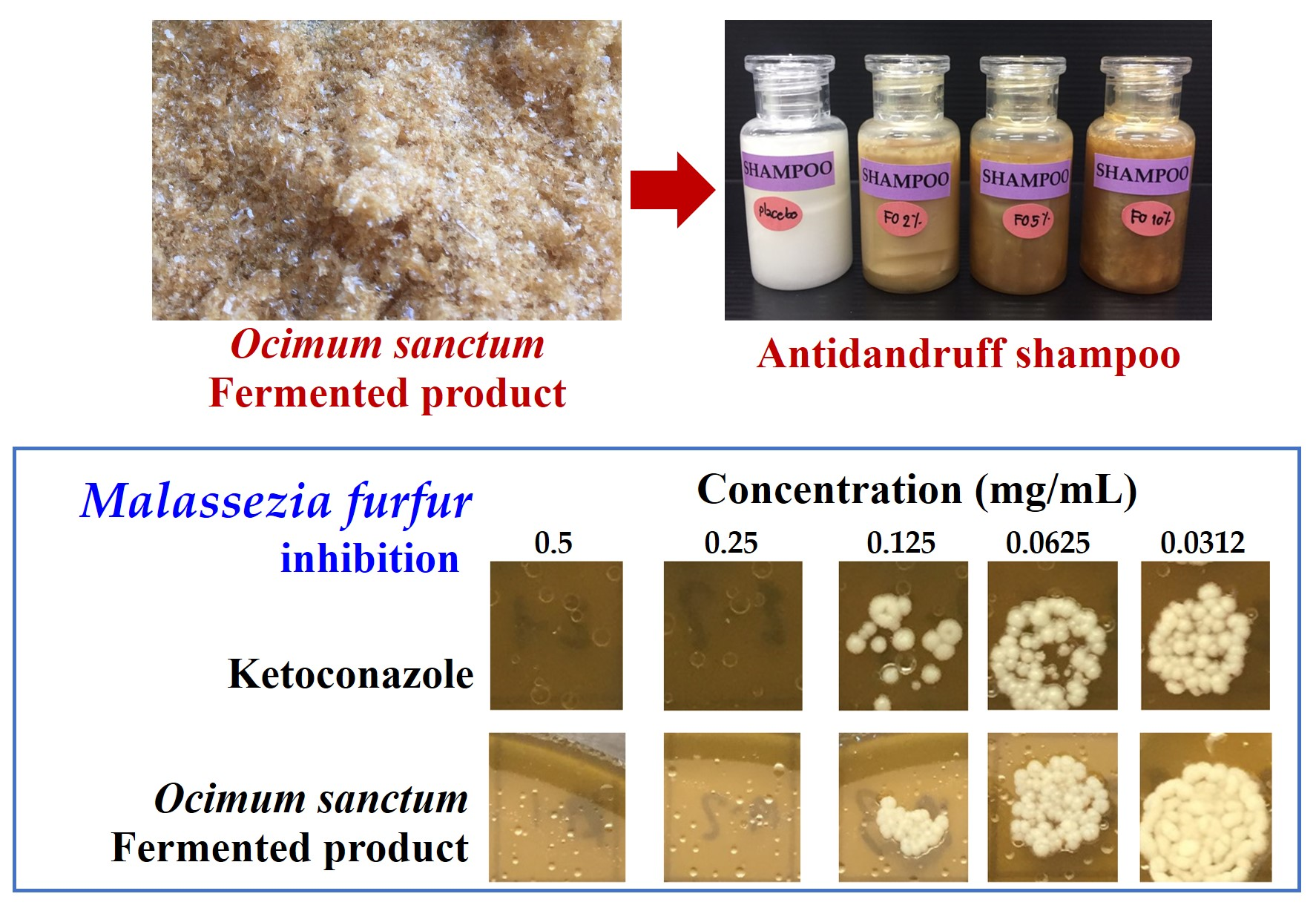 Cosmetics | Free Full-Text | Development of Antidandruff Shampoo from the  Fermented Product of Ocimum sanctum Linn.