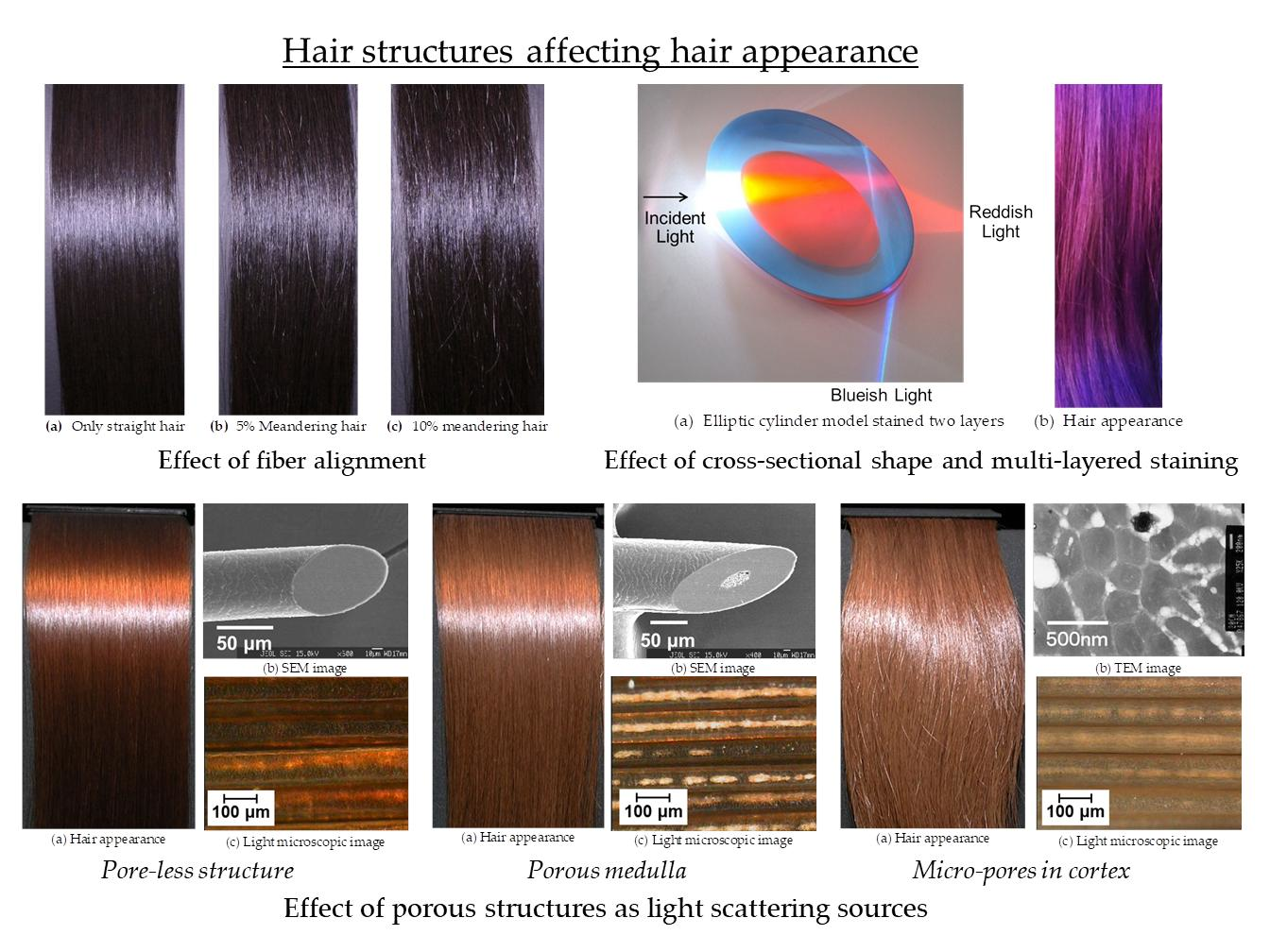 Cosmetics  Free FullText  Hair Structures Affecting Hair Appearance