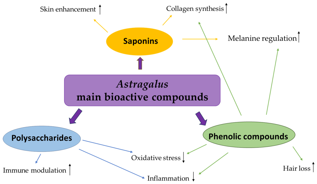 The Genus Astragalus Species as an Emerging Source of Bioactive ...
