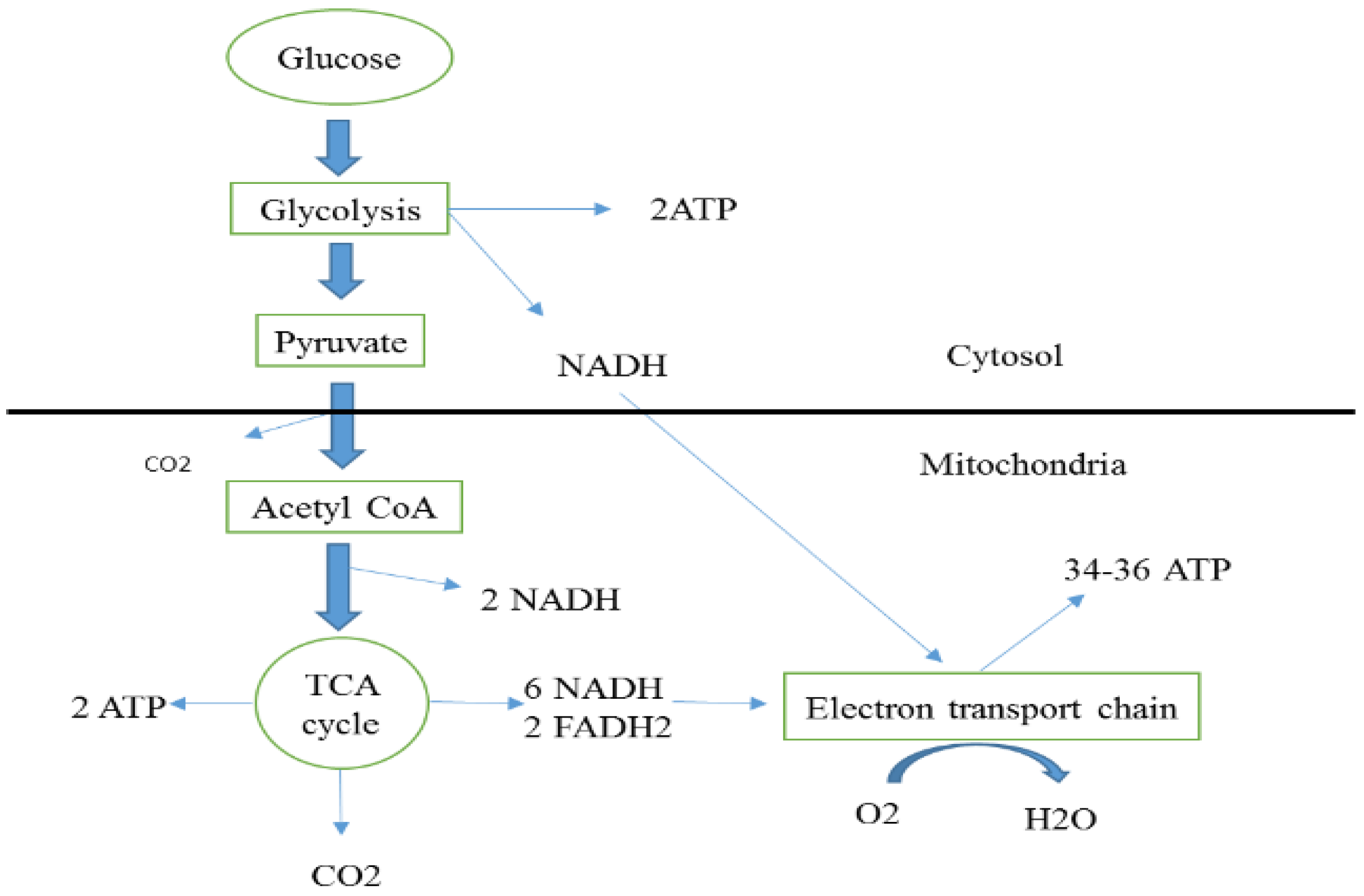 Crops | Free Full-Text | Adaptation of Legume Seeds to Waterlogging at ...