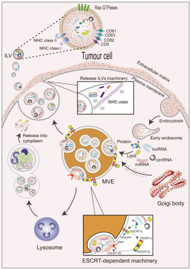 Current Oncology | Free Full-Text | Exosomal Non-Coding RNAs: New ...