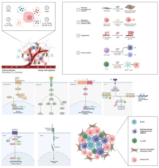 Immunotherapeutic Strategies Targeting Breast Cancer Stem Cells