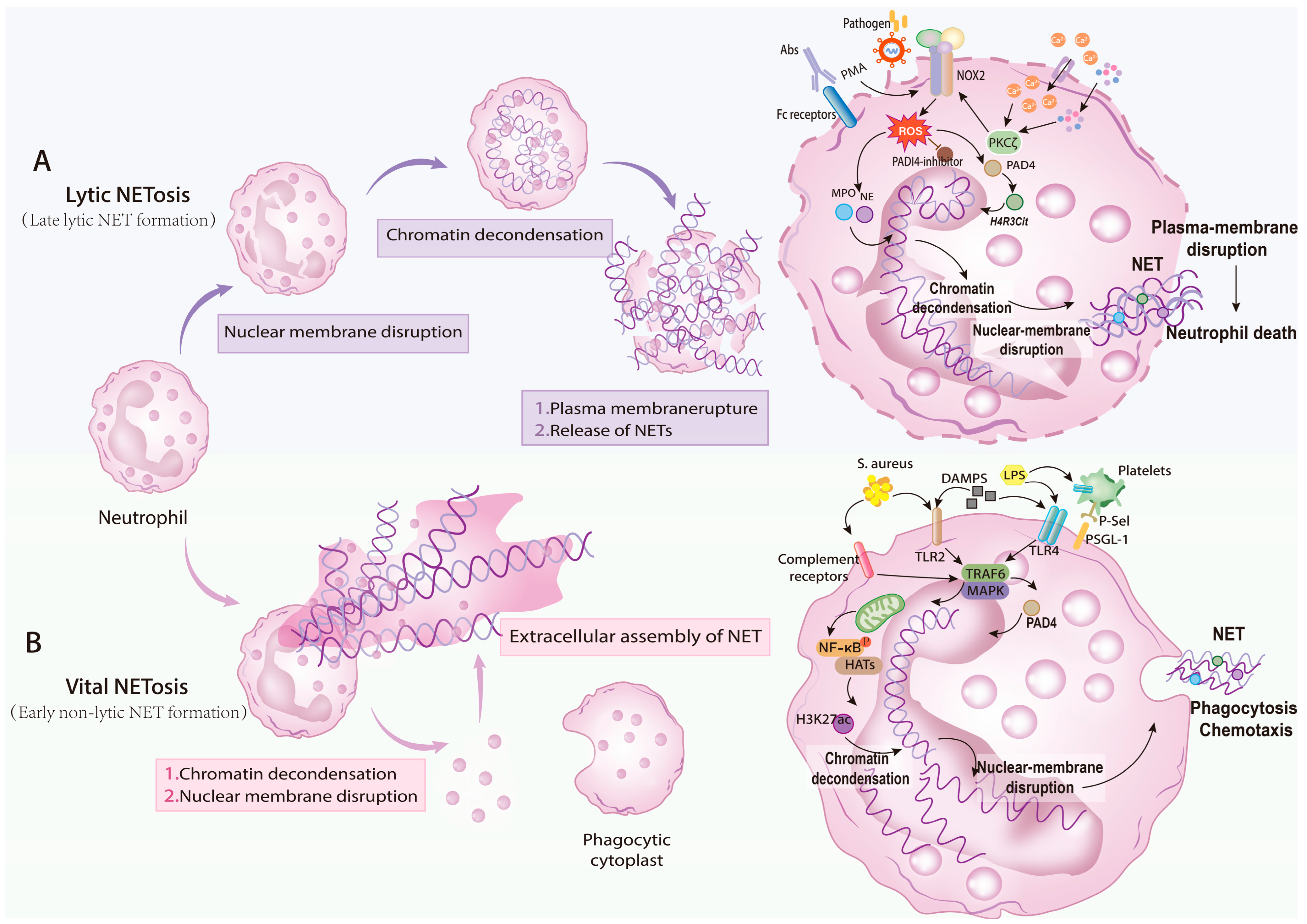 Neutrophil Extracellular Traps in Cancer Metastasis: From Mechanistic ...