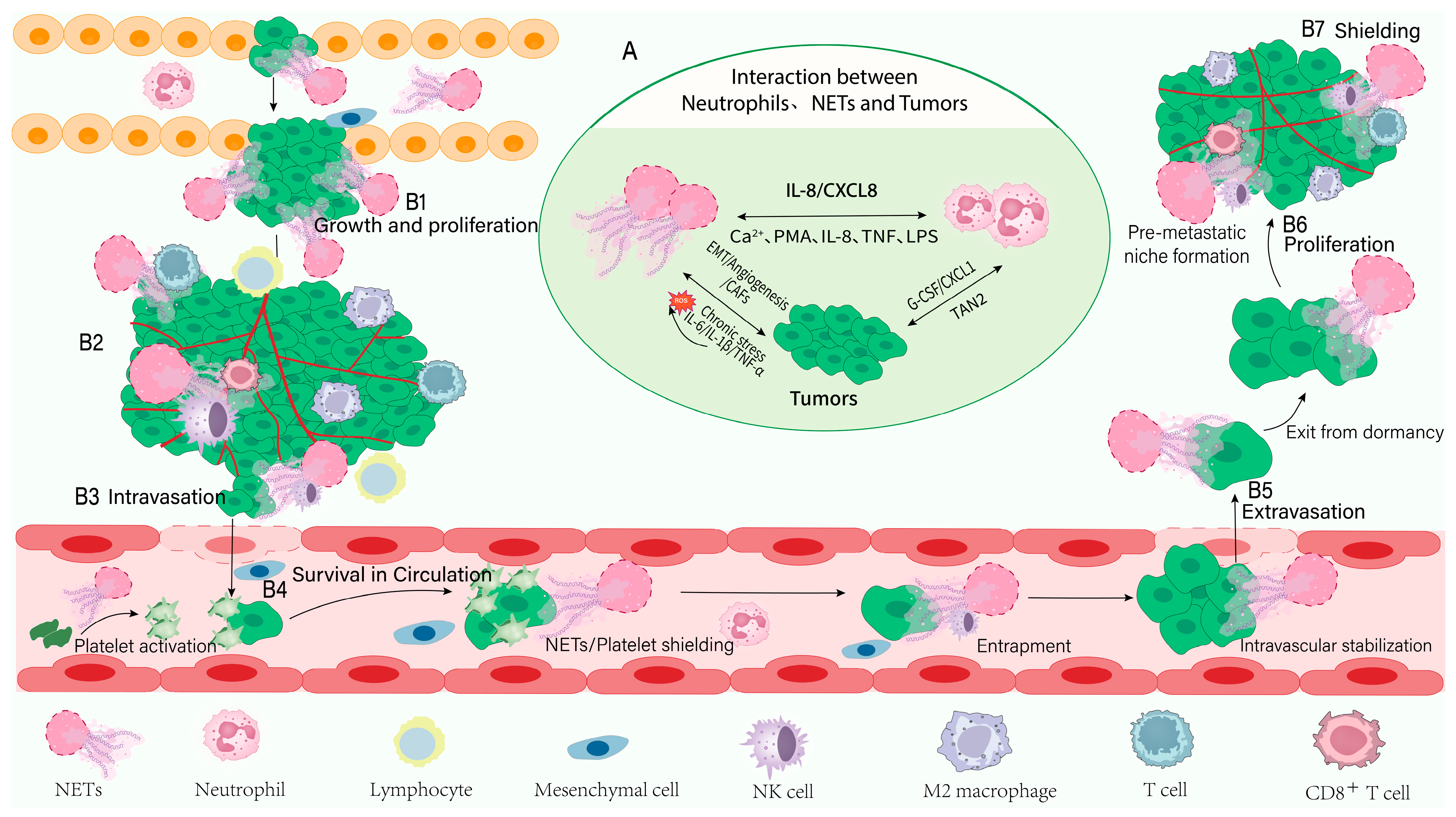 Neutrophil Extracellular Traps in Cancer Metastasis: From Mechanistic ...