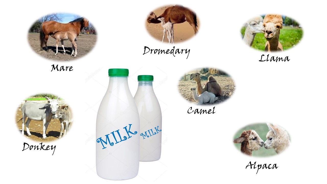 Dairy | Free Full-Text | Nutritional Properties of Camelids and Equids  Fresh and Fermented Milk