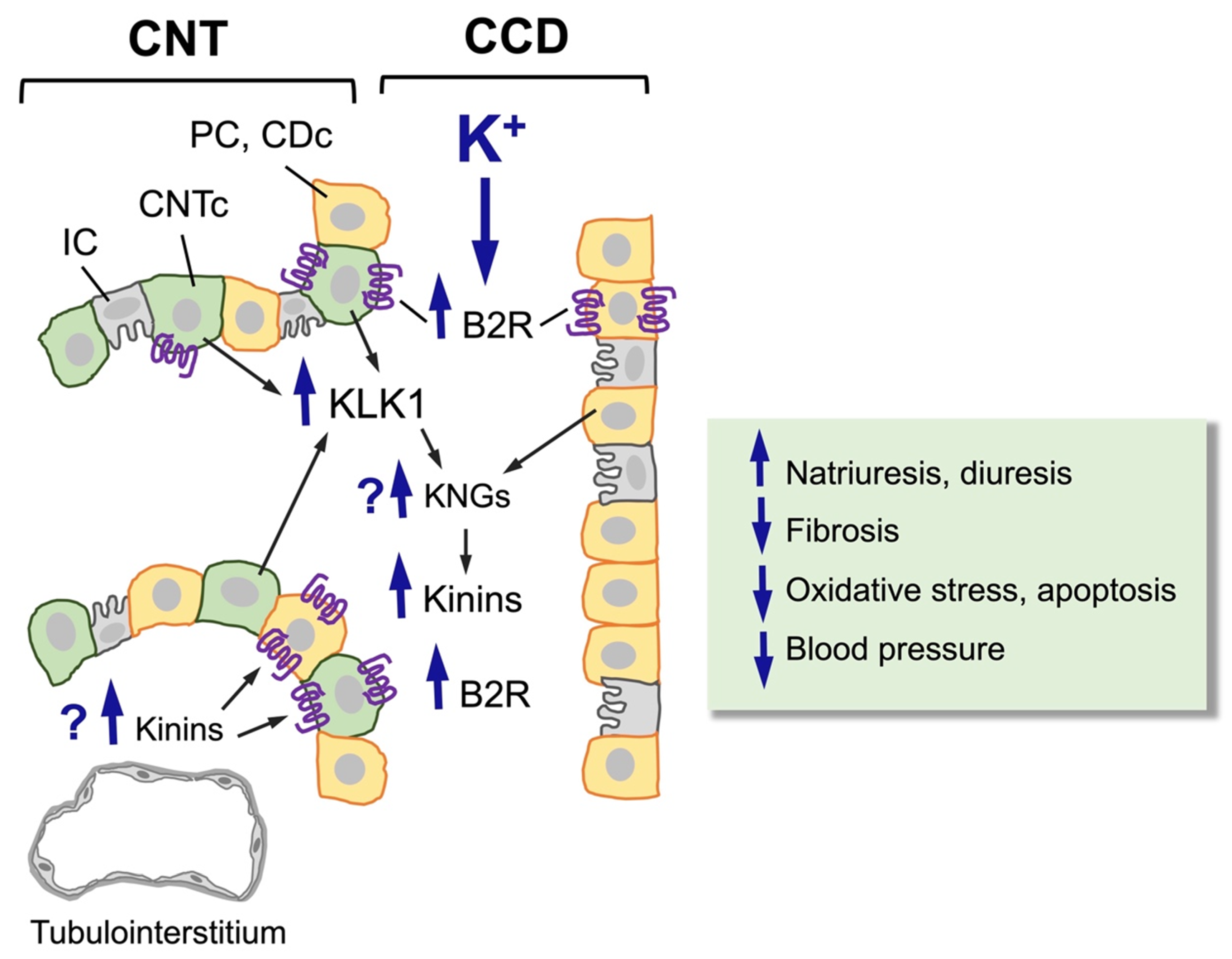 Kin Potassiun Non-Pharmacological Activation of the Renal Kallikrein–Kinin System ...