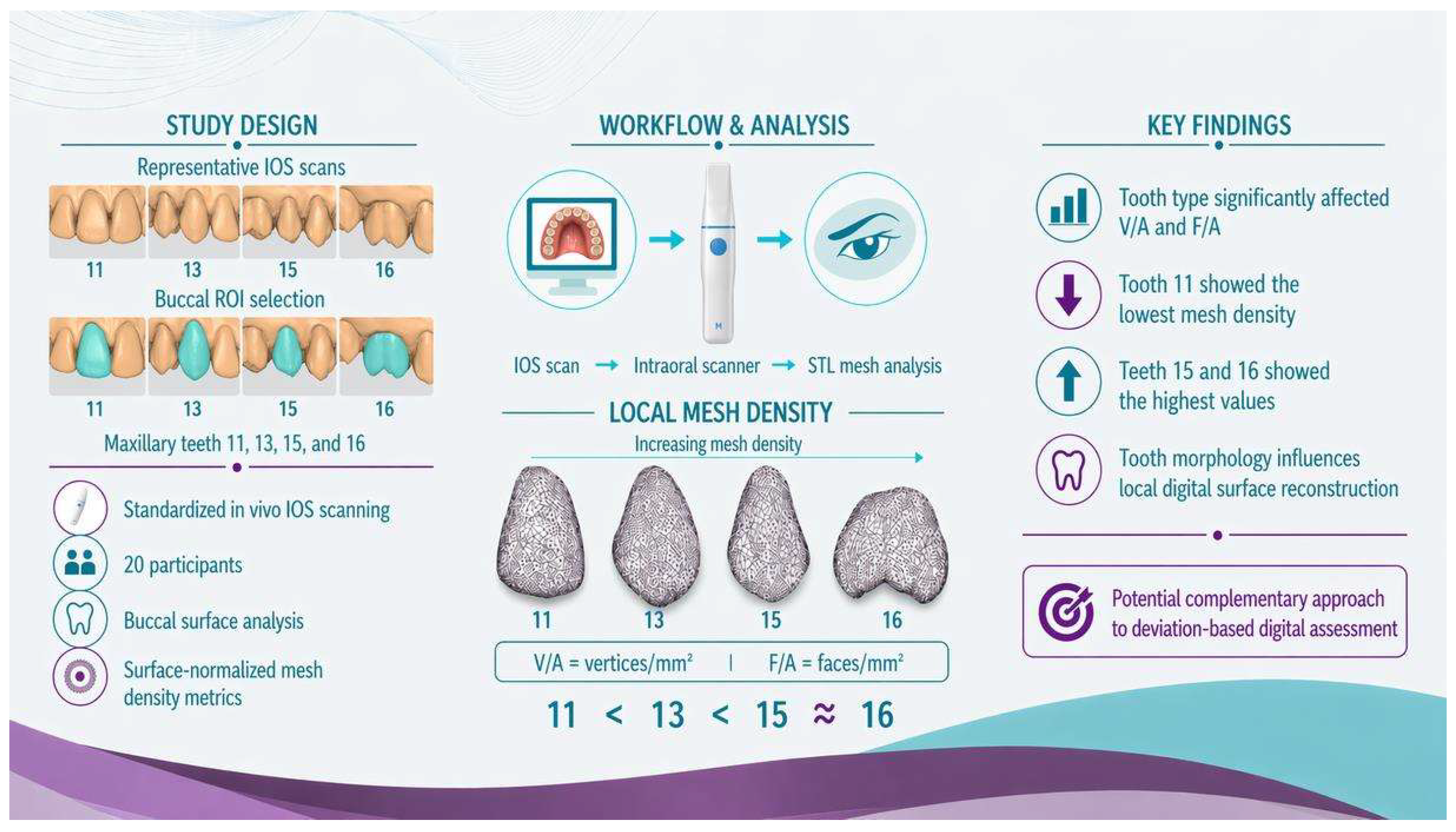 Influence of Tooth Morphology on Local Mesh Density Distribution in ...