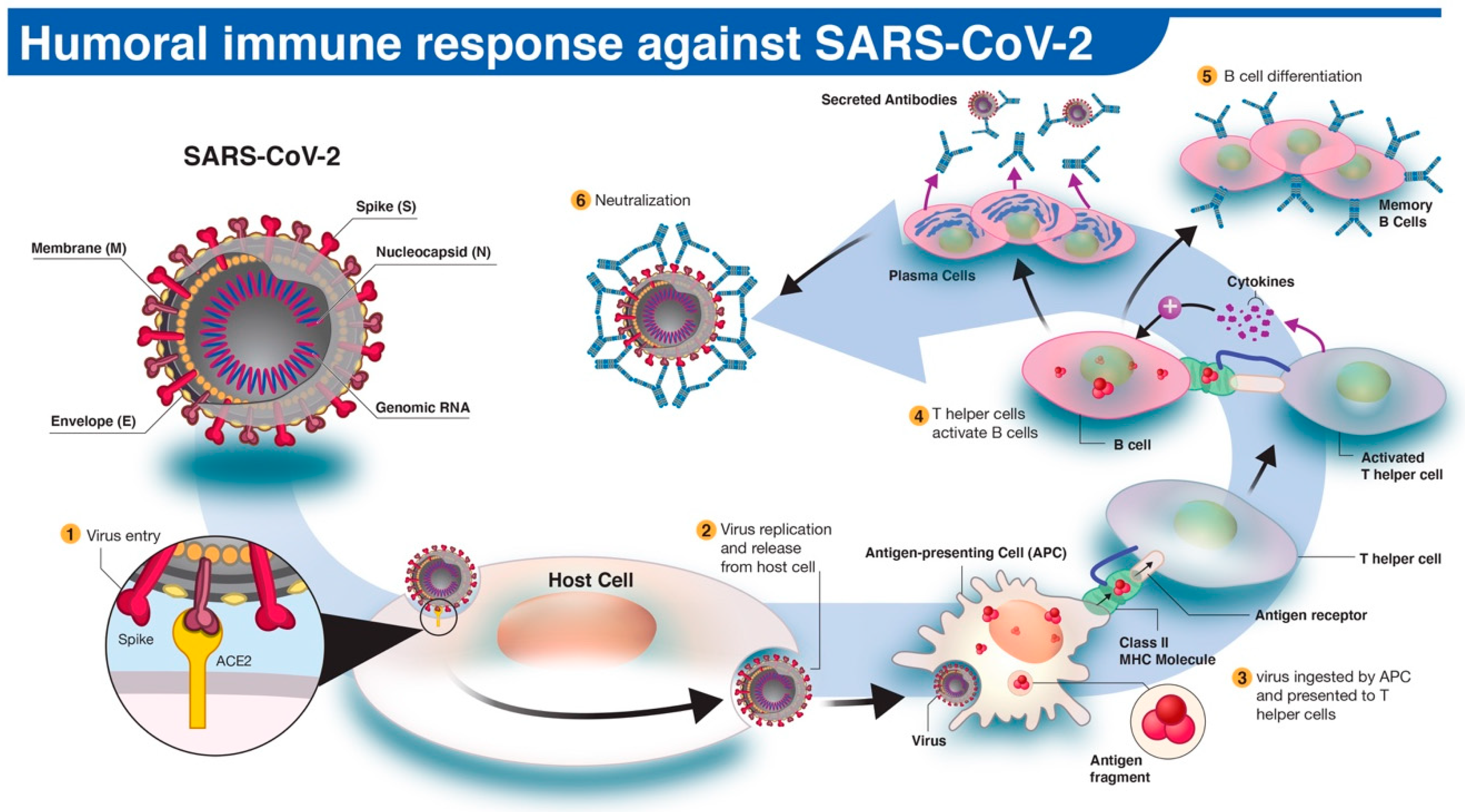 sars virus symptoms