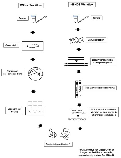 Diagnostics | Free Full-Text | Advantages and Limitations of 16S rRNA ...