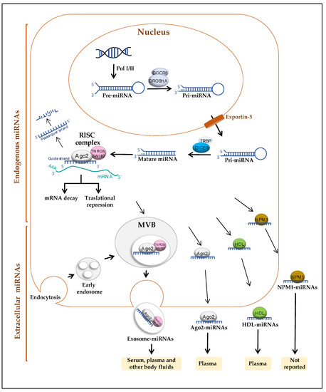 Diagnostics | Free Full-Text | Circulating MicroRNAs in Blood and Other ...