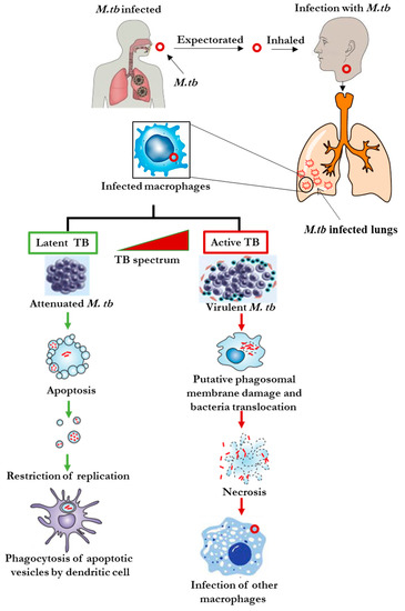 Diagnostics | Free Full-Text | Aptamer-Based Diagnostic Systems for the ...