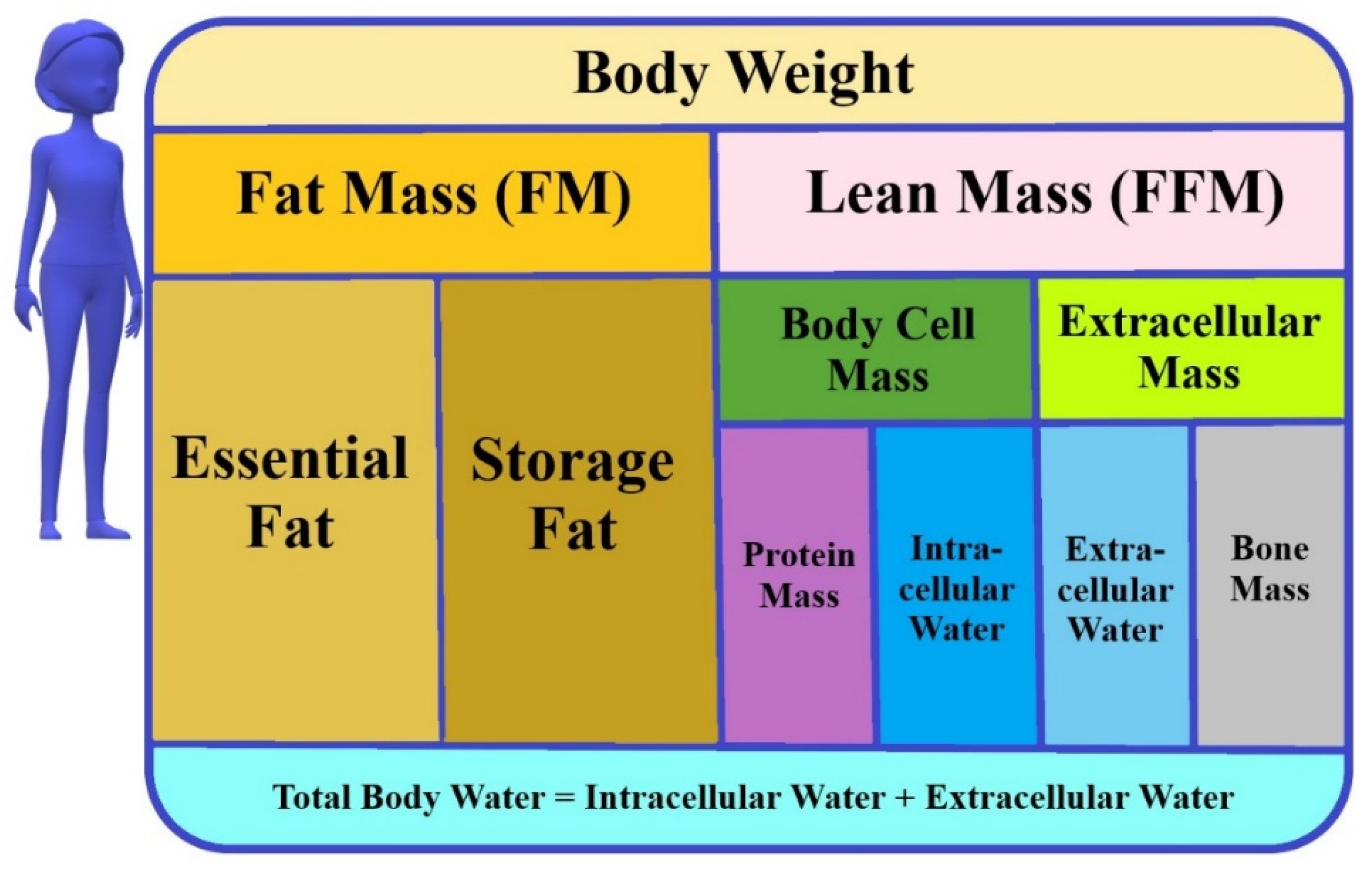 What is Body Composition - InBody Asia - More Than Just Fat and Muscle