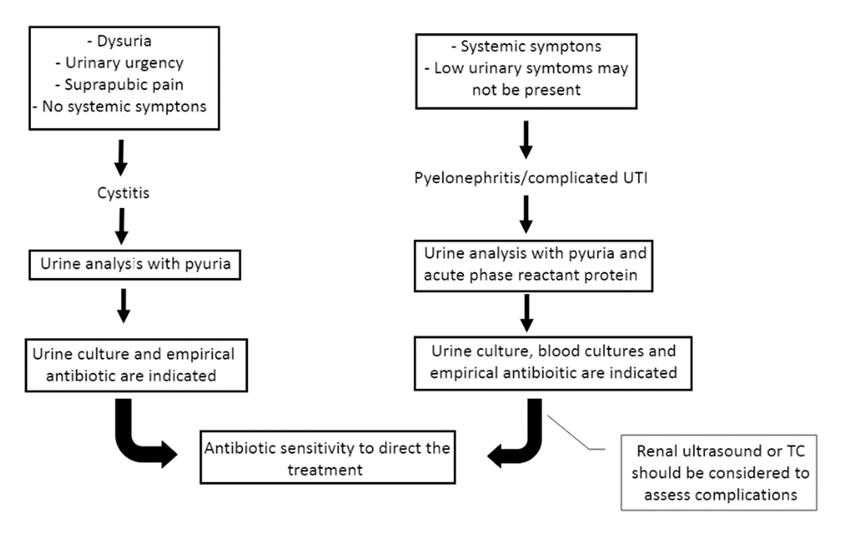urinary tract infection pathophysiology diagram