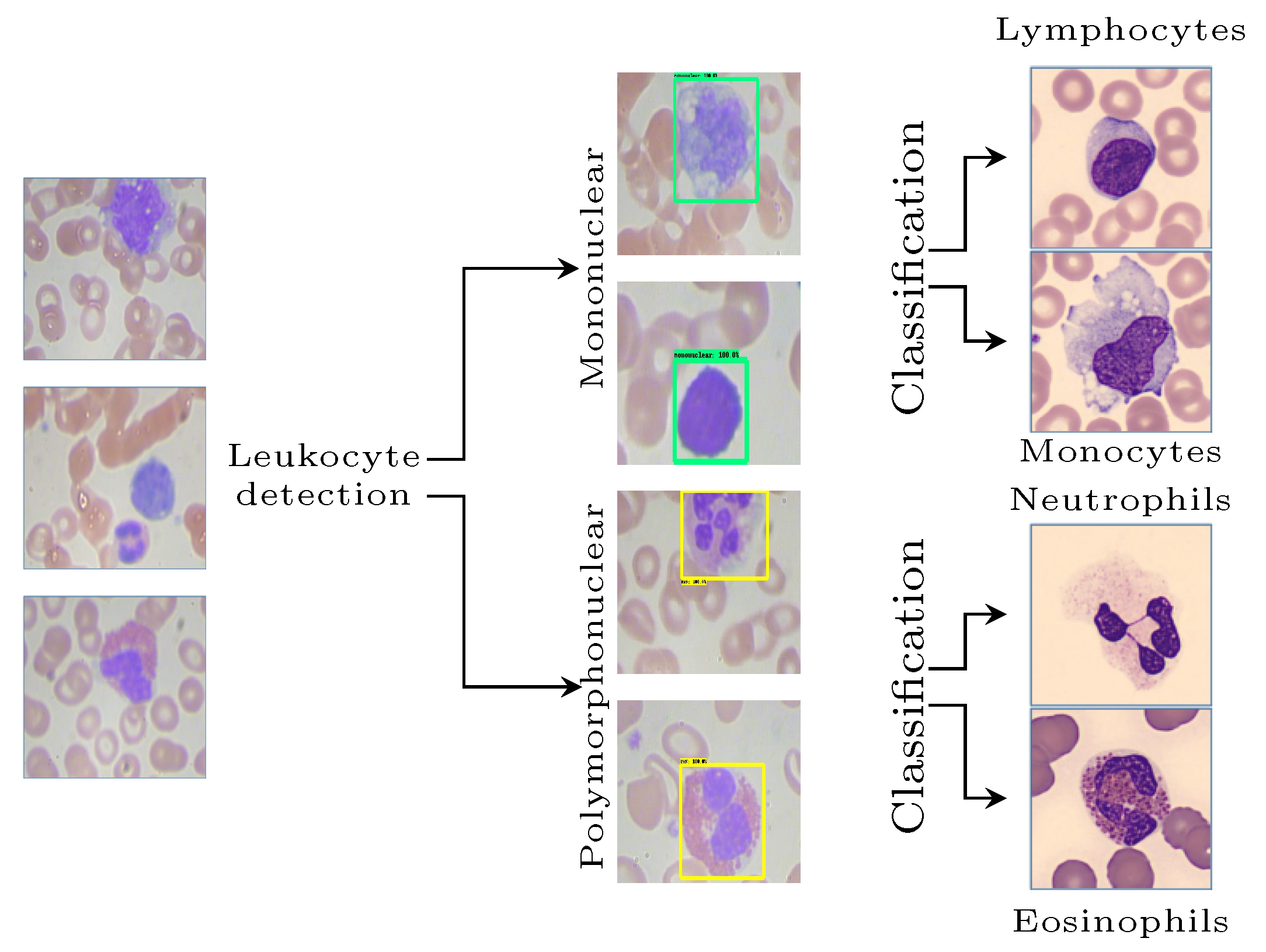 leukocytes histology