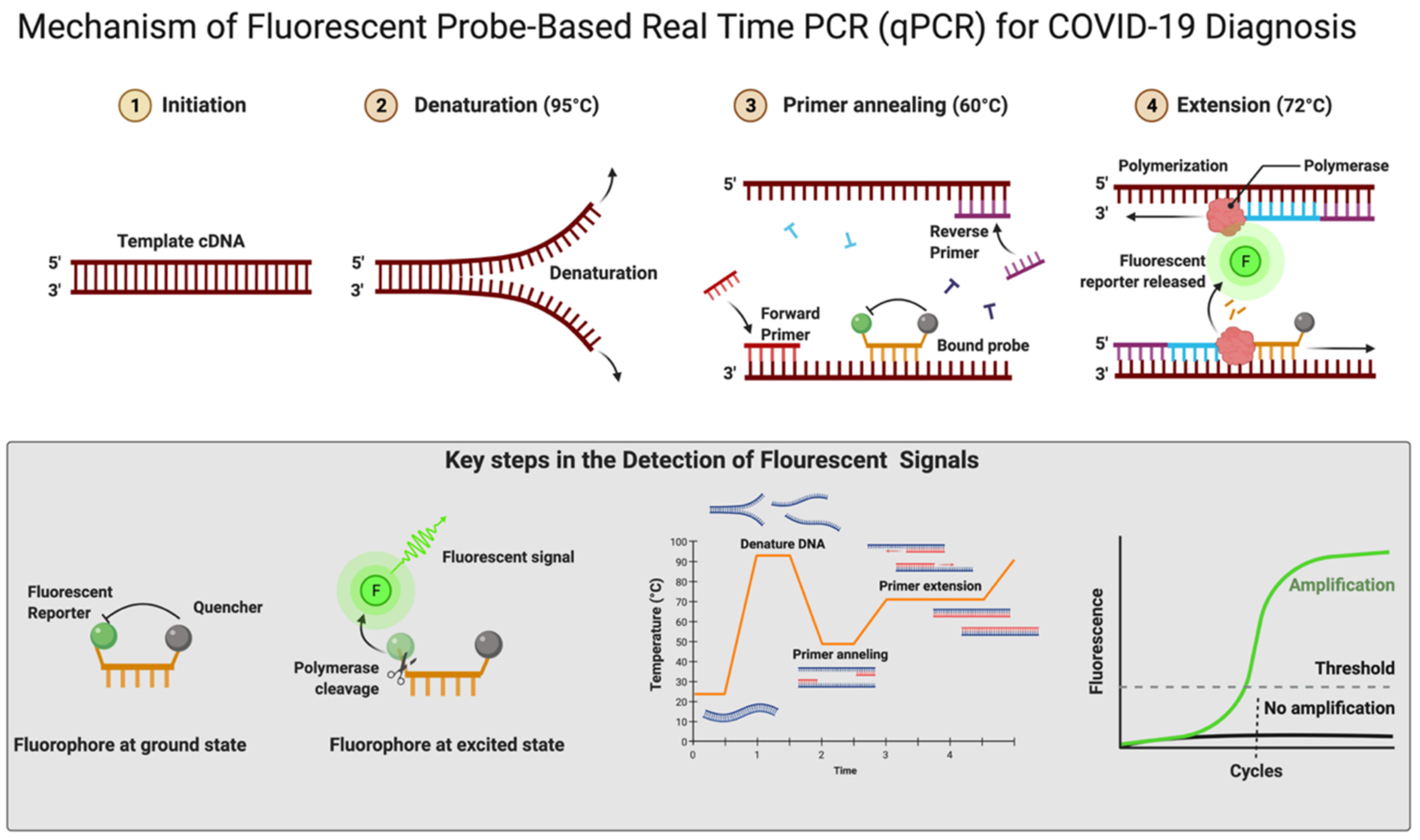 COVID 19 Diagnosis A Comprehensive Review Of The RT qPCR Method For COVID 19 Diagnosis A Comprehensive Review Of The RT qPCR Method For