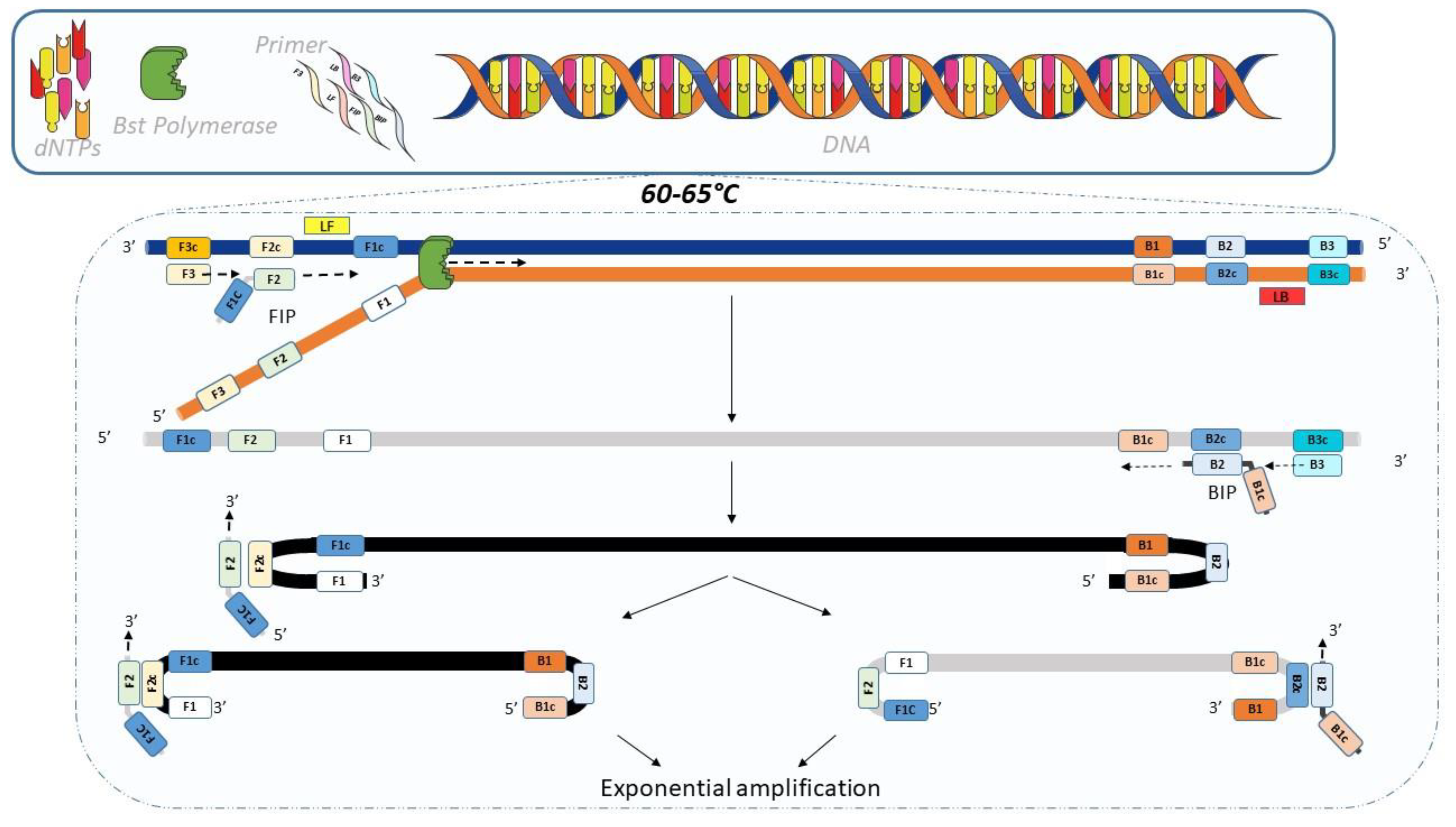 PCR en microbiologie : de l'amplification de l'ADN à l'interprétation du  résultat