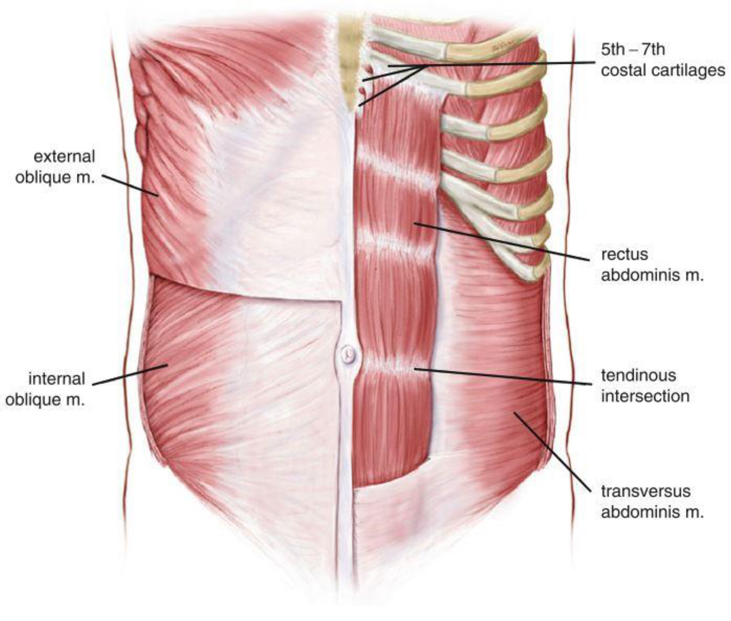 Tendinous Intersection Tendinous Intersection