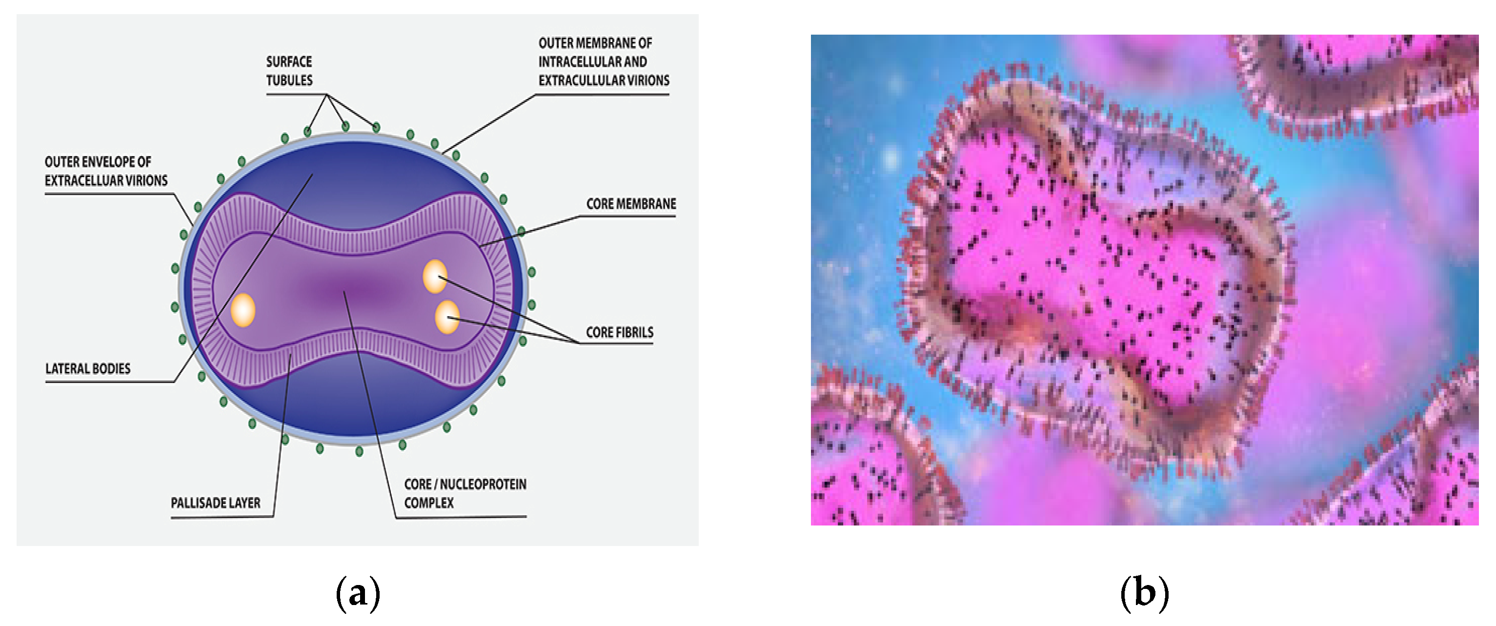 smallpox virus diagram
