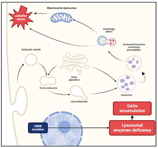 Diagnostics | Free Full-Text | Mucopolysaccharidosis: What Pediatric ...