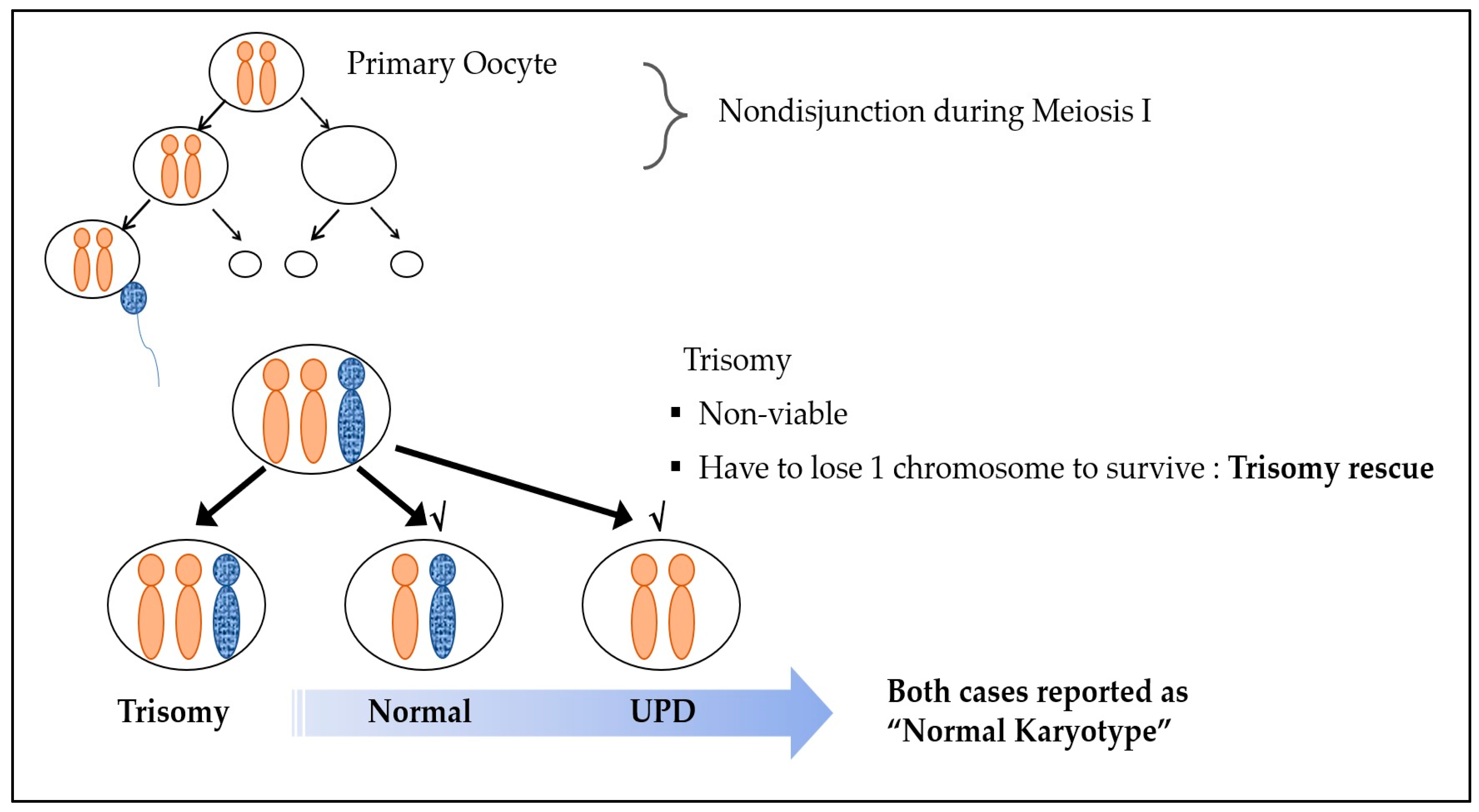 Prenatal Diagnosis Of Uniparental Disomy In Cases Of Rare Autosomal Prenatal Diagnosis Of Uniparental Disomy In Cases Of Rare Autosomal