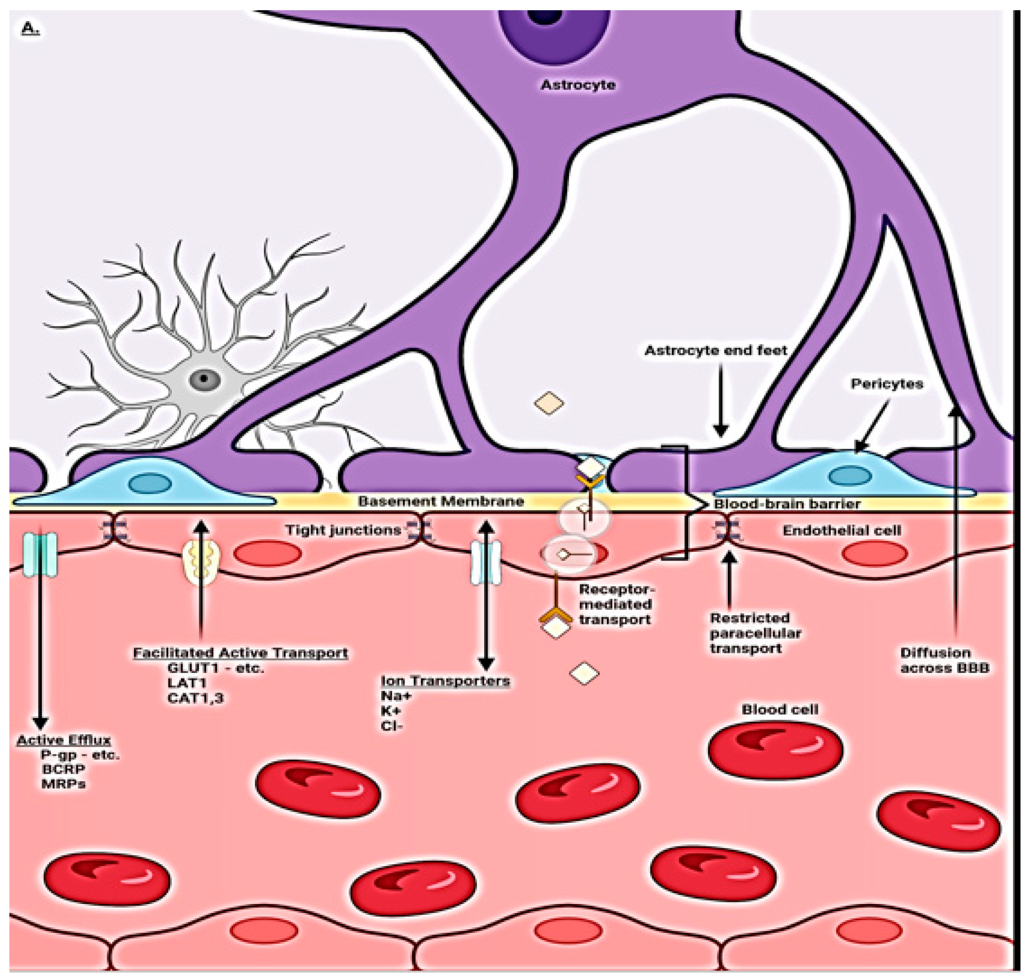 Progressive Age-Associated Blood–Brain Barrier Leak 